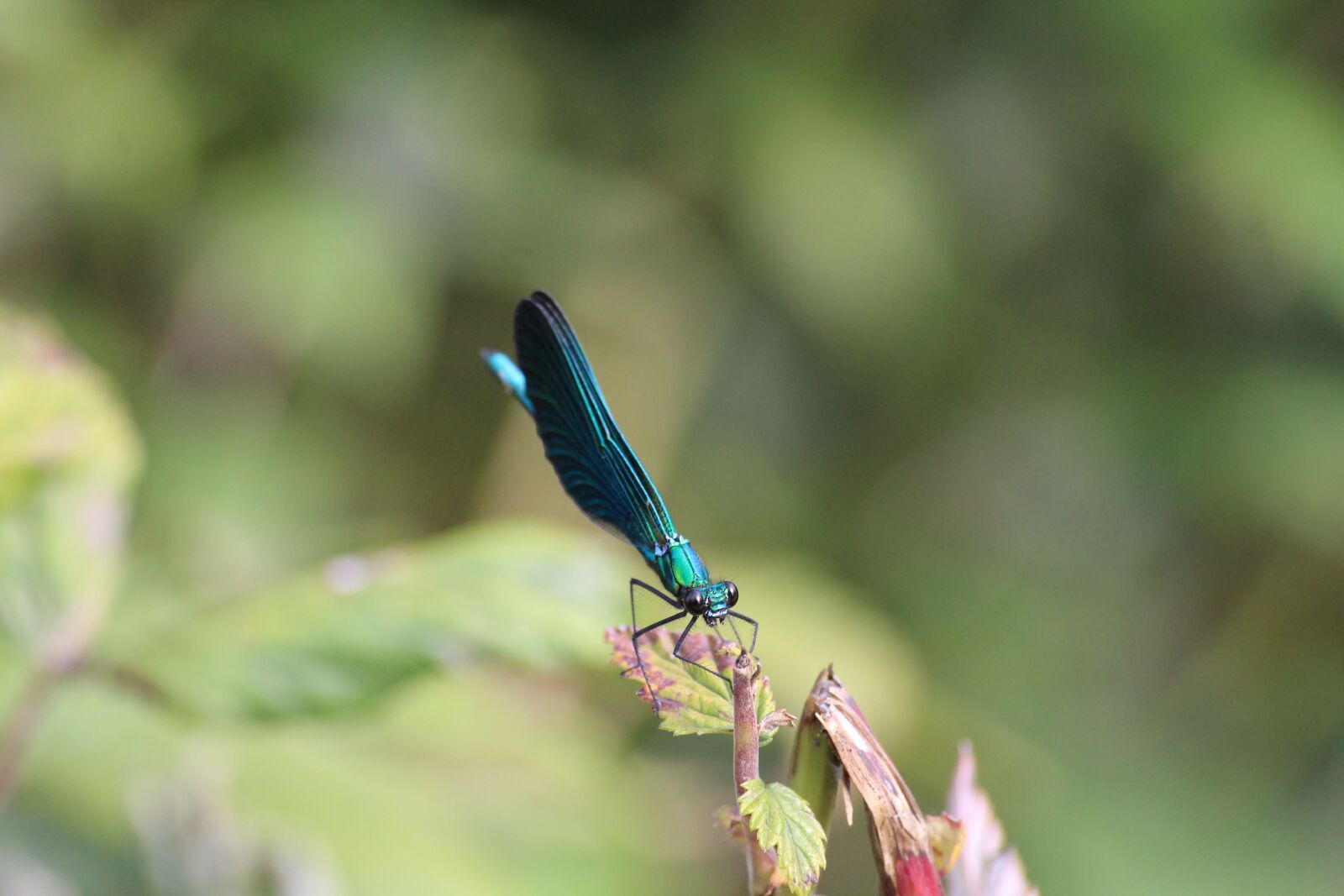 Canon EOS 1200D (EOS Rebel T5 / EOS Kiss X70 / EOS Hi) sample photo. Nature, dragonfly, insect photography