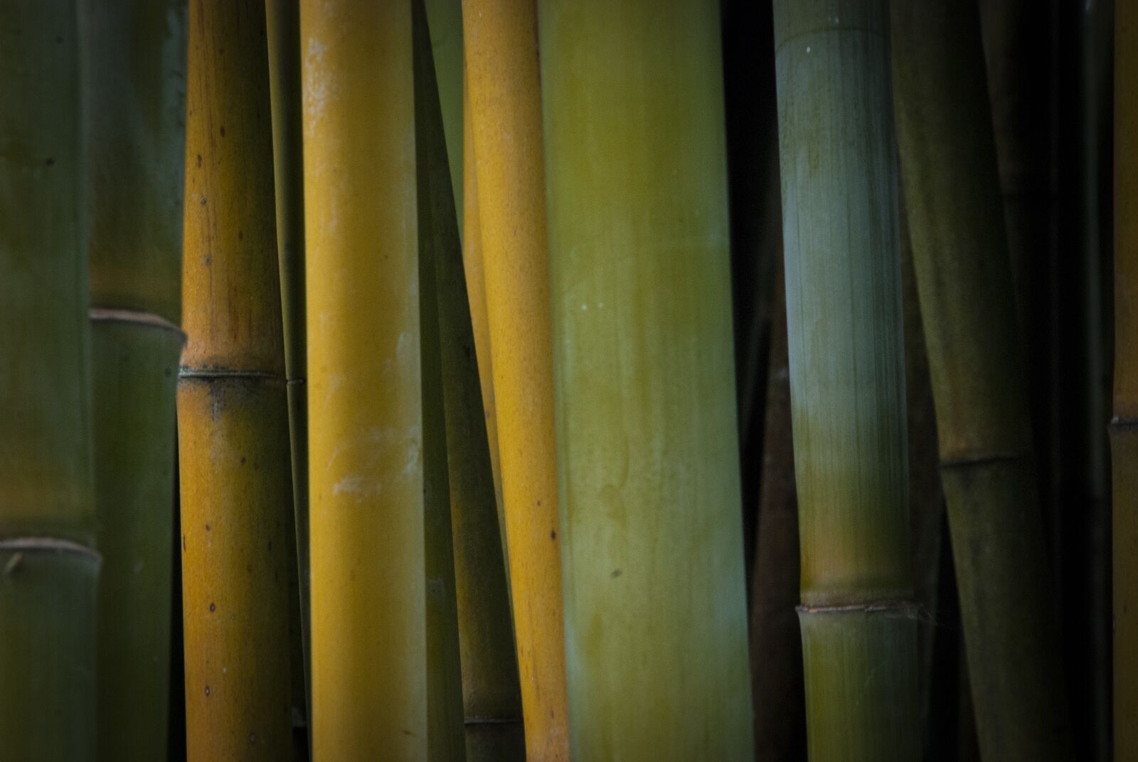 Nikon D80 sample photo. Bamboo, nature, plants photography