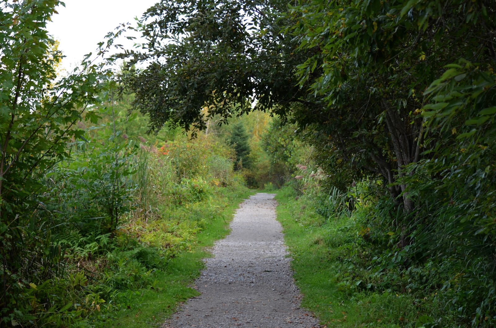 Nikon D5100 sample photo. Nature, tree, landscape photography