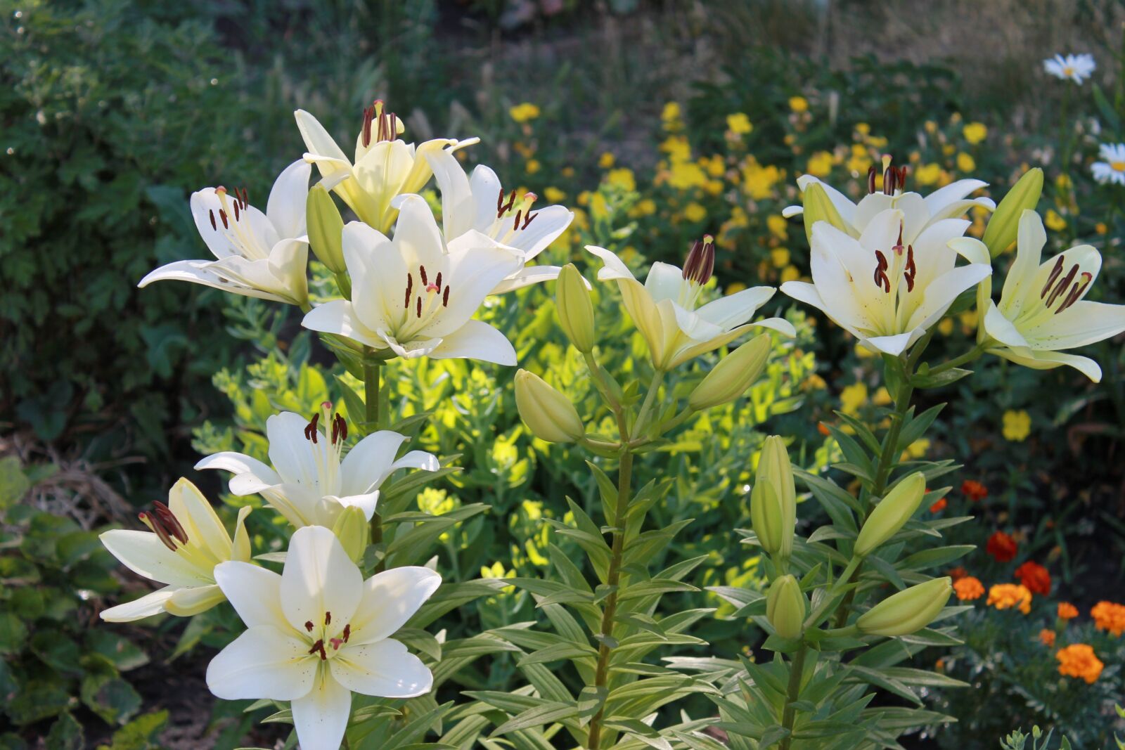 Canon EOS 1100D (EOS Rebel T3 / EOS Kiss X50) sample photo. Lily, flowers, summer photography