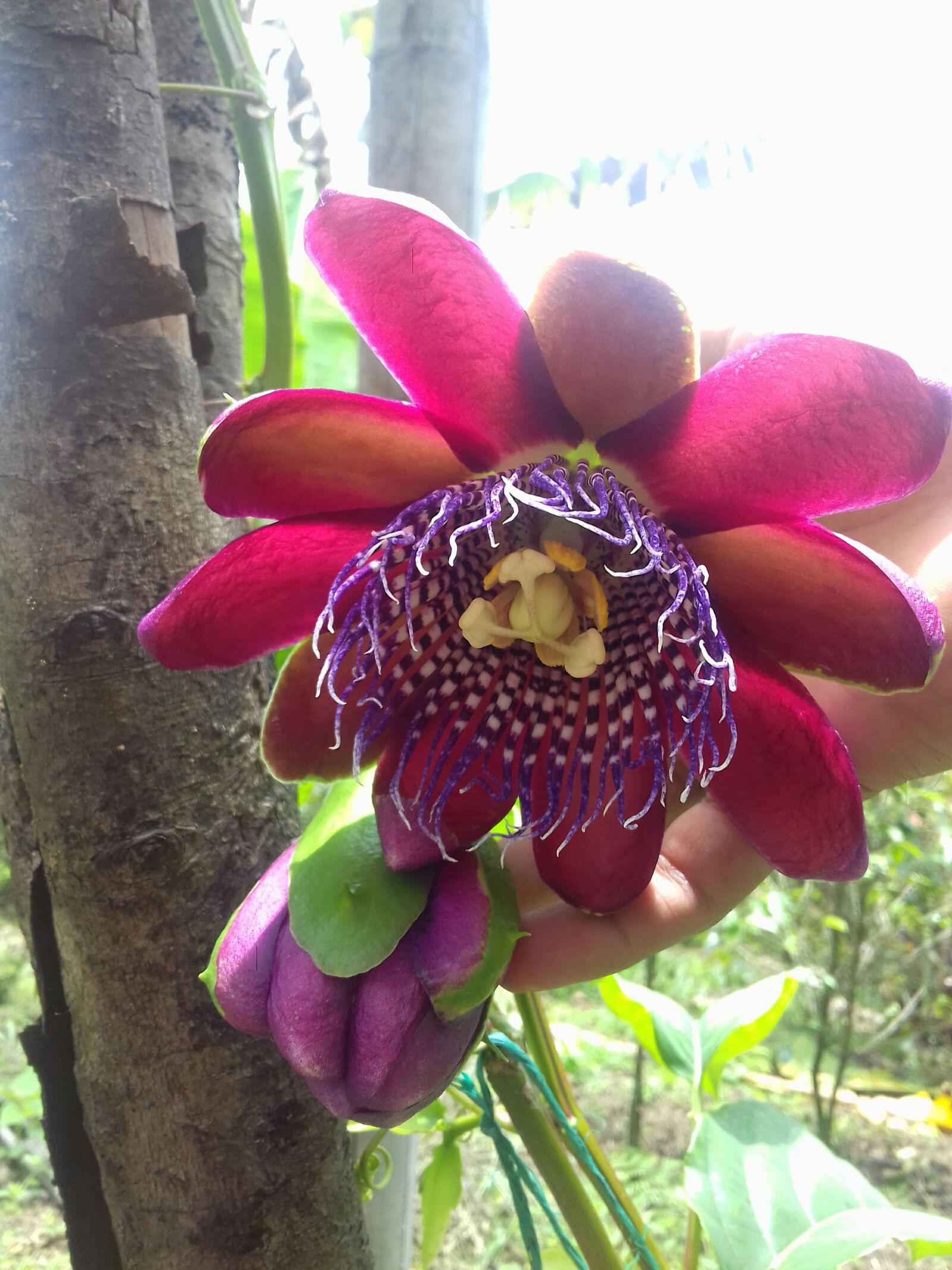 Samsung Galaxy Grand Prime sample photo. Flor, naturaleza, pétalos photography