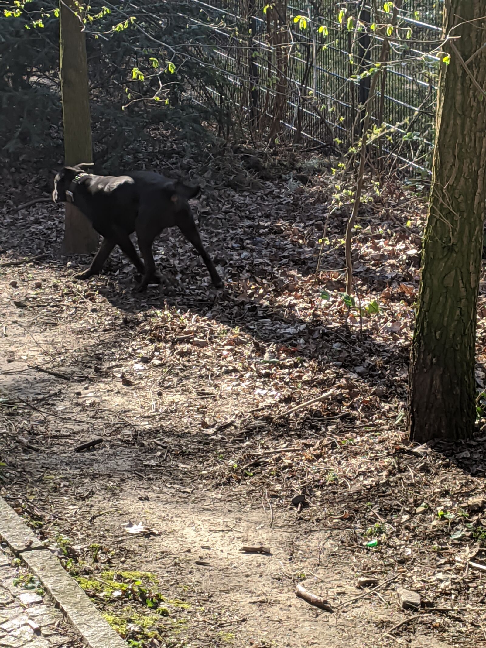 Xiaomi MI 9 sample photo. Dog, nature, animal photography
