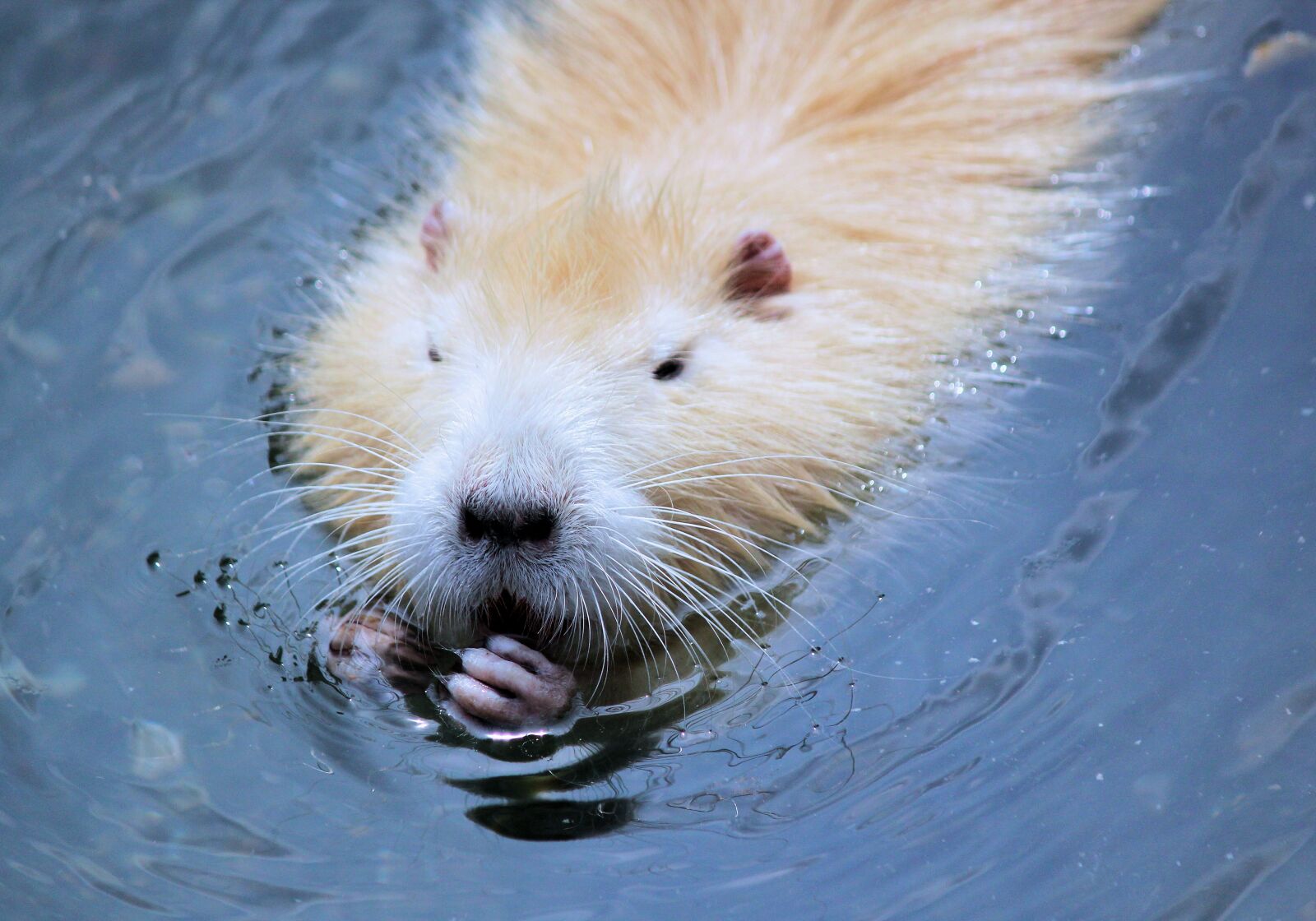 Canon EOS 550D (EOS Rebel T2i / EOS Kiss X4) sample photo. Nutria, rodent, gold photography