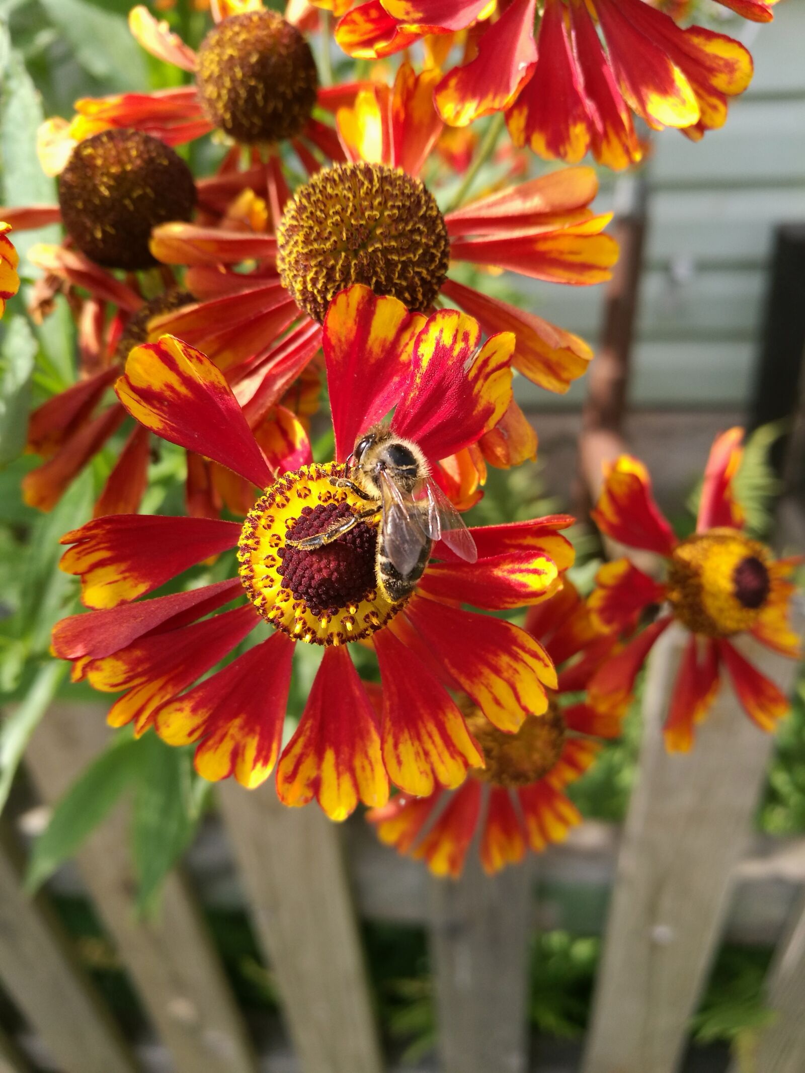 HUAWEI P9 sample photo. Flowers, red, summer photography
