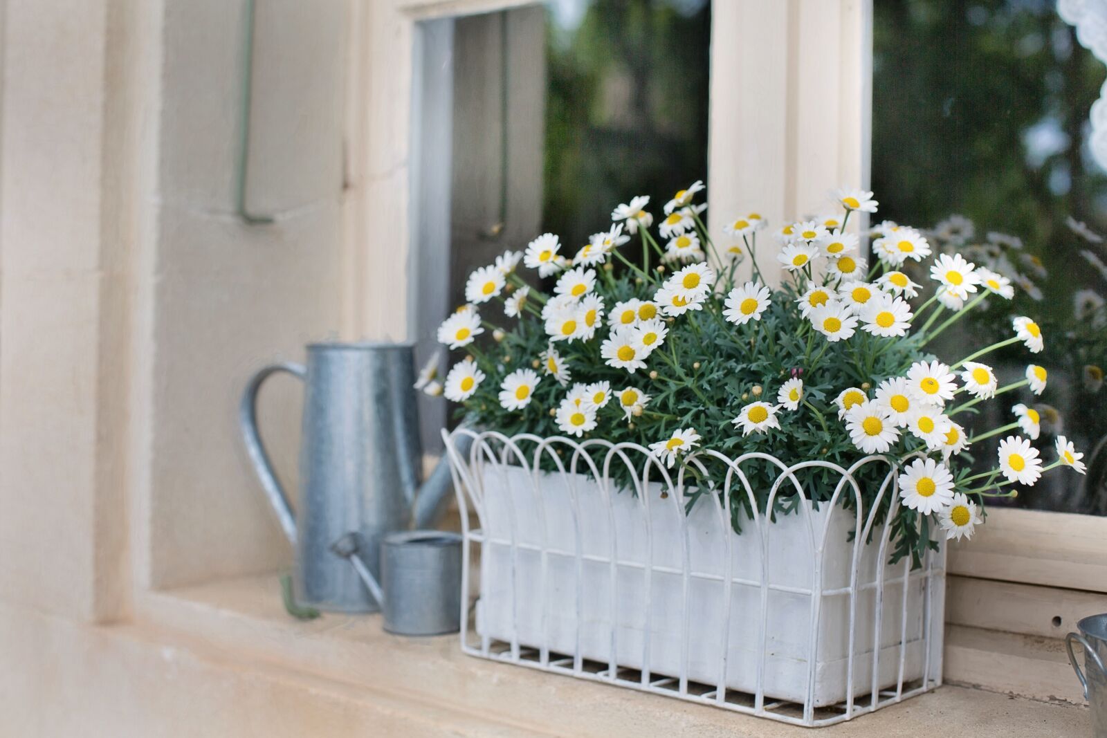 Canon EF 50mm F1.4 USM sample photo. Flower box, planter, daisies photography