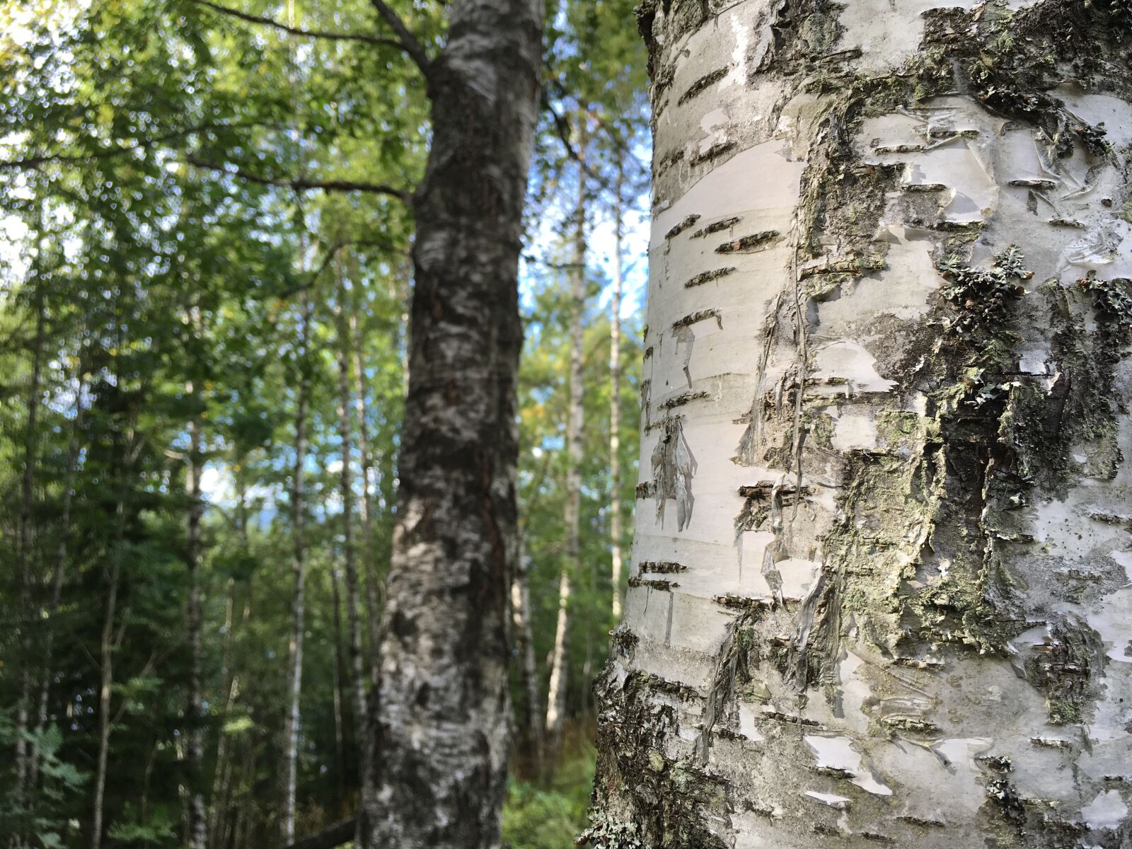 Apple iPhone 6s Plus sample photo. Forest, birch, three photography