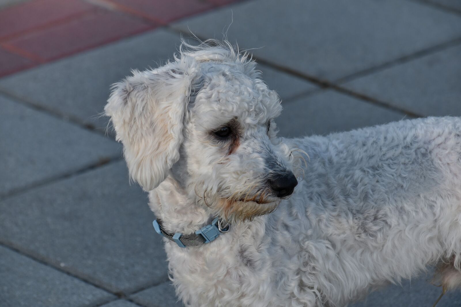 Nikon D5500 sample photo. Puppy, animal, cute, canine photography