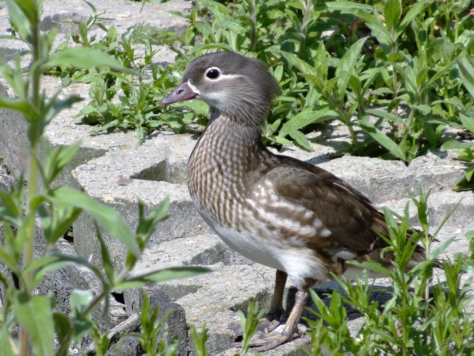 Sony Cyber-shot DSC-HX20V sample photo. Duck, bird, water photography
