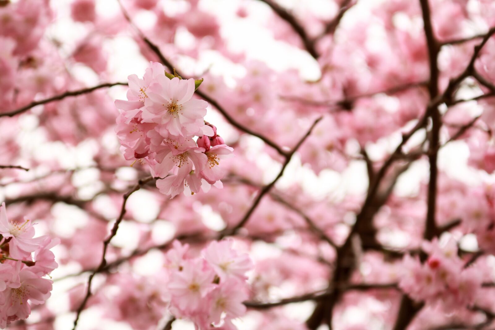 Canon EOS 750D (EOS Rebel T6i / EOS Kiss X8i) sample photo. Cherry wood, flower, tree photography