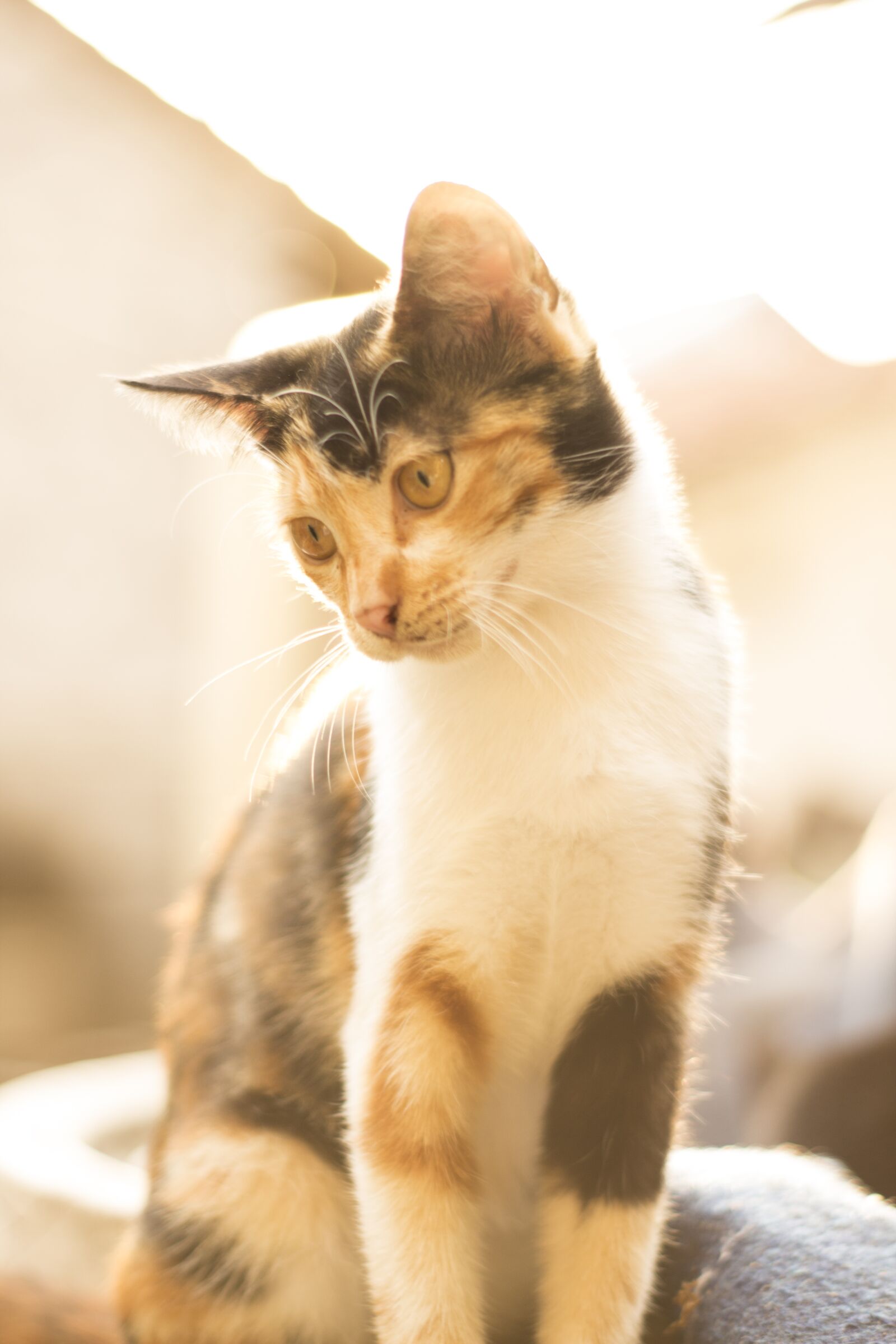 YN50mm f/1.8 II sample photo. Cat, cute, look photography