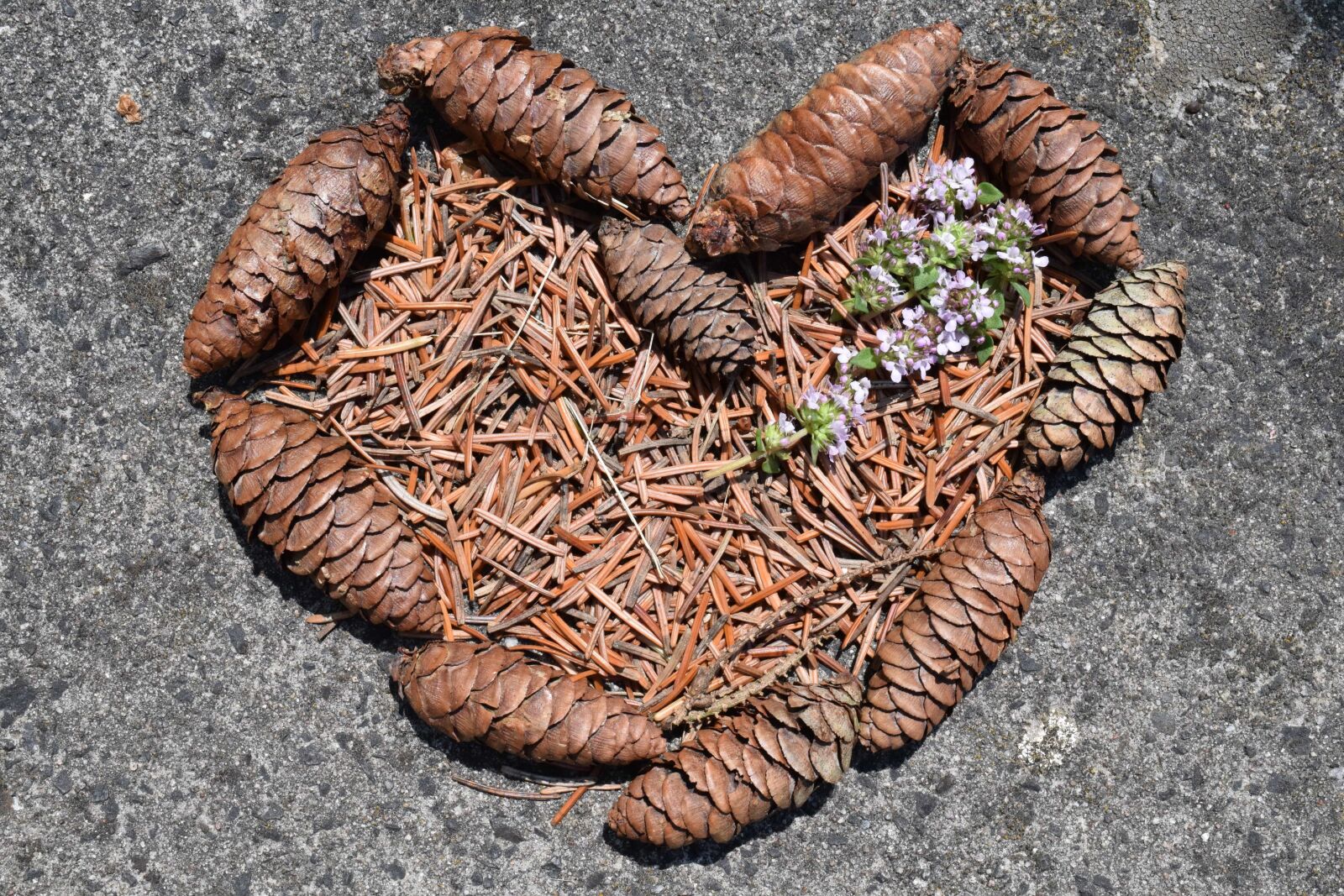 Nikon D3300 sample photo. Fir tree, heart, ground photography