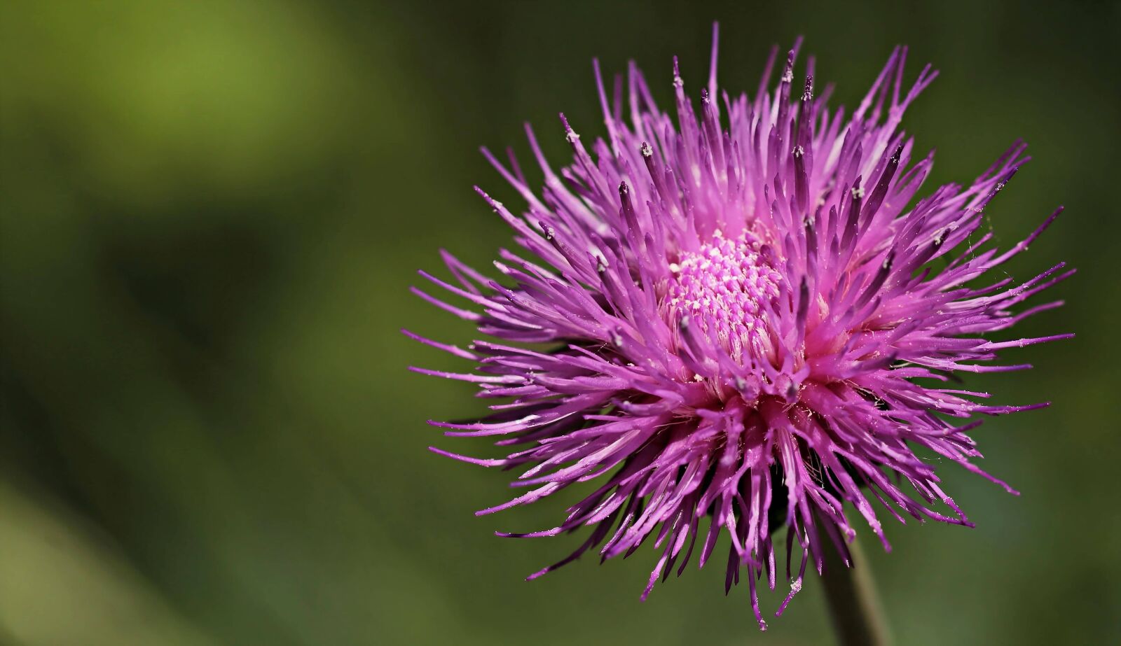 Canon EOS 80D sample photo. Nature, thistle flower, pink photography
