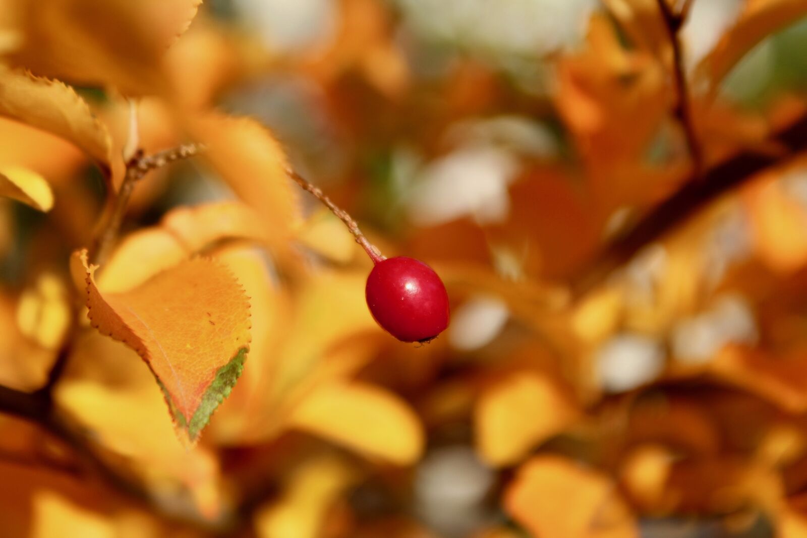 Canon EOS 600D (Rebel EOS T3i / EOS Kiss X5) sample photo. Berry, plant, autumn photography