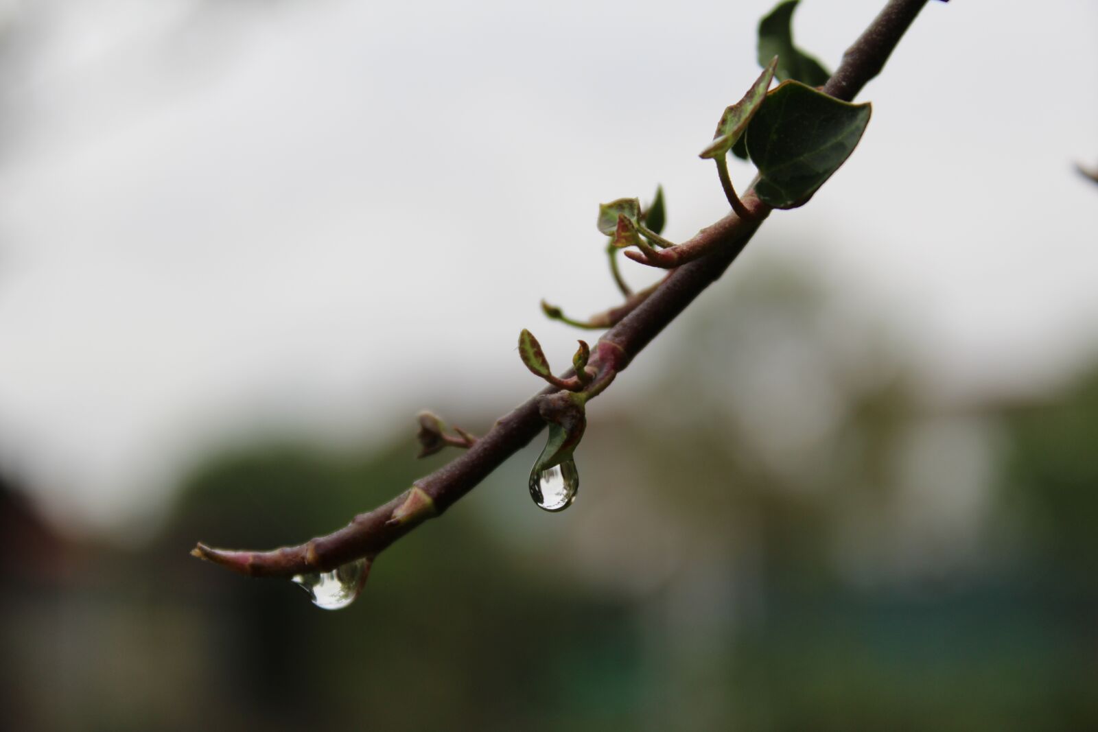 Canon EOS 1300D (EOS Rebel T6 / EOS Kiss X80) sample photo. Nature, drops of water photography