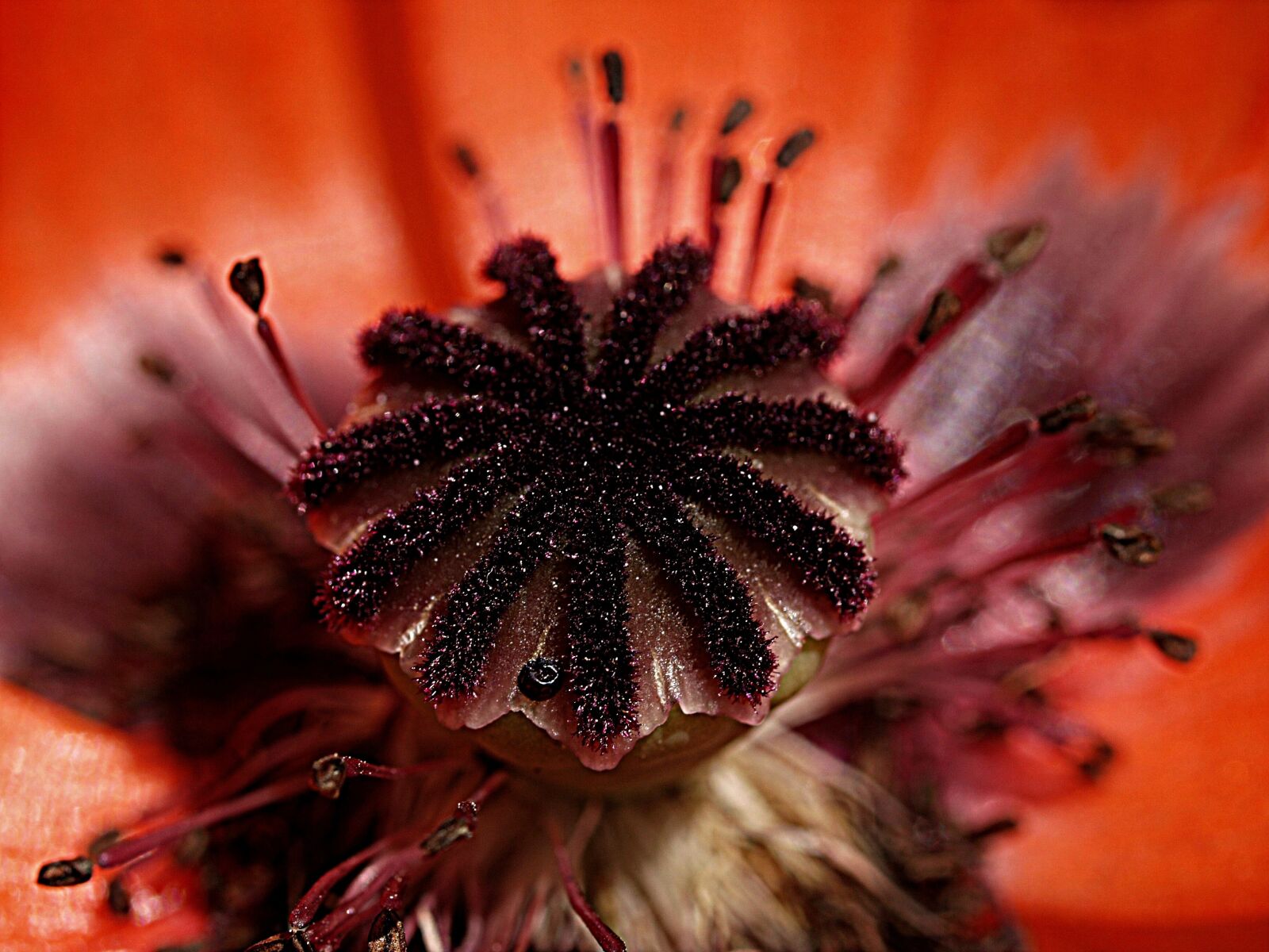 Olympus E-3 sample photo. Poppy, flower, macro photography