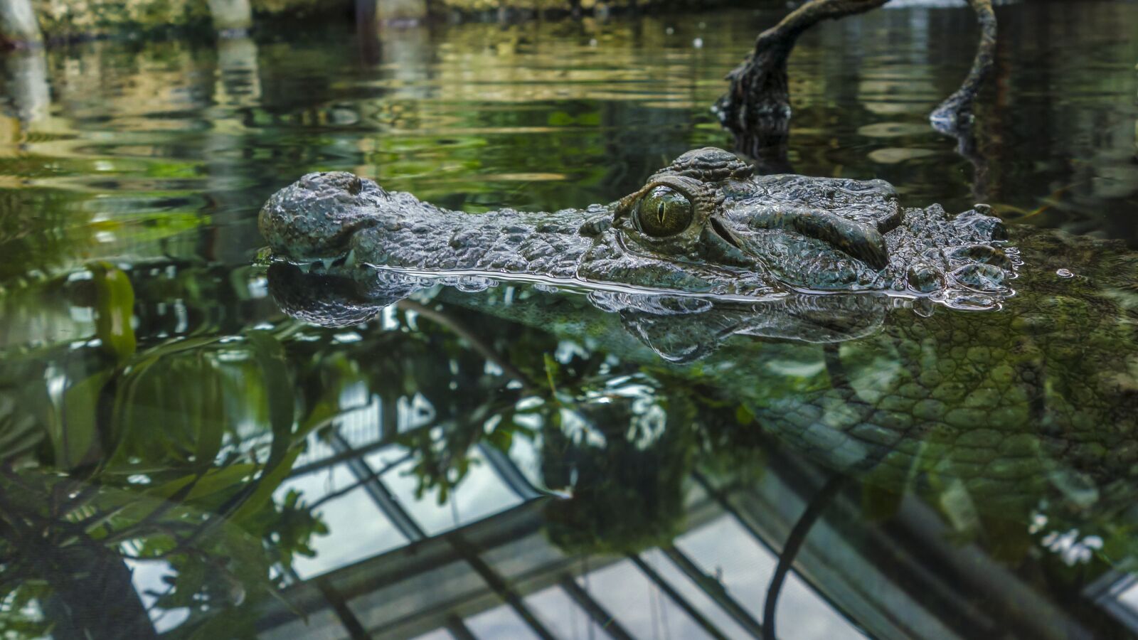 Sony Cyber-shot DSC-RX100 sample photo. Crocodile, water, alligator photography