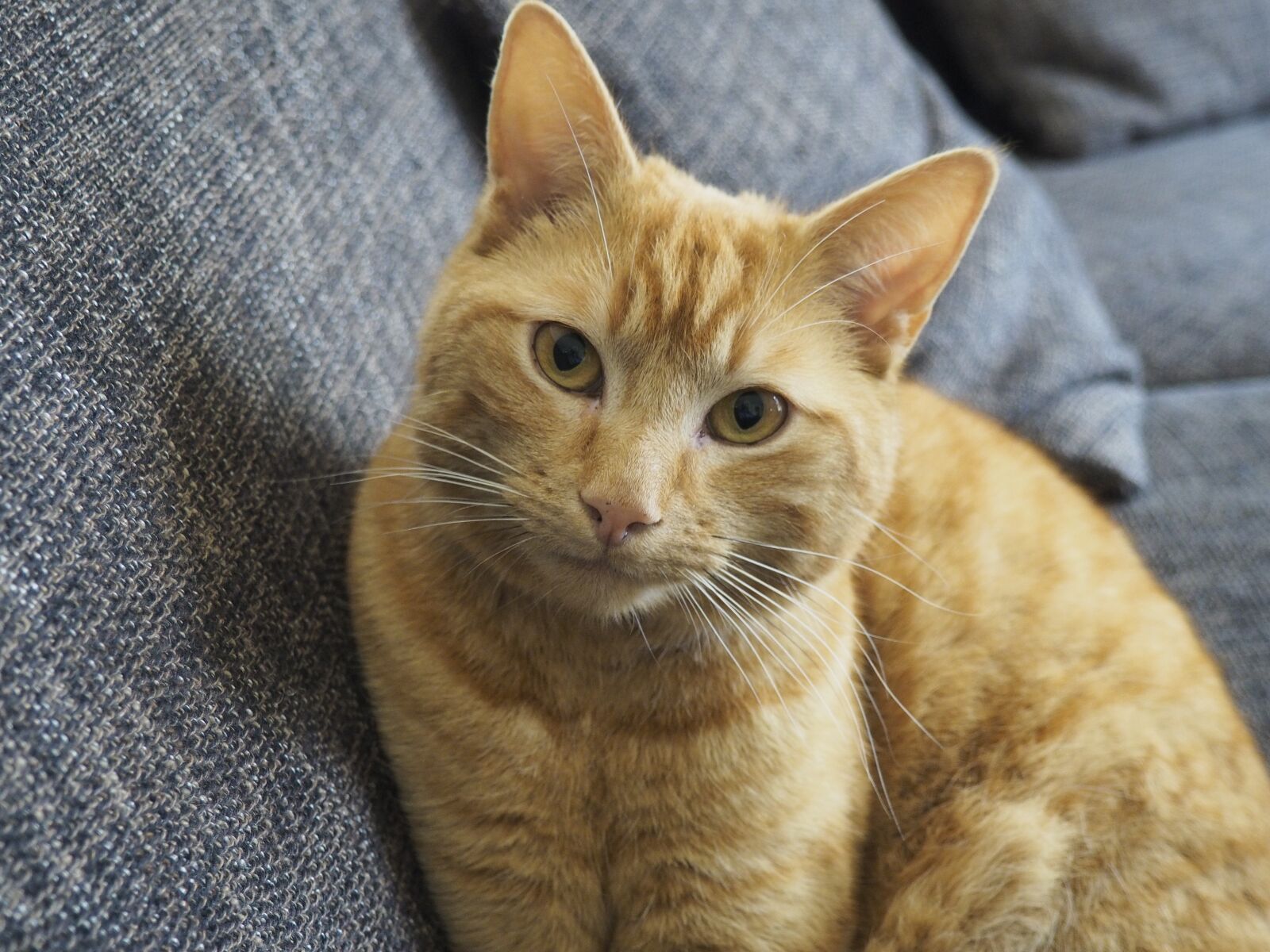 Olympus OM-D E-M10 II sample photo. Cat, pet, bank photography