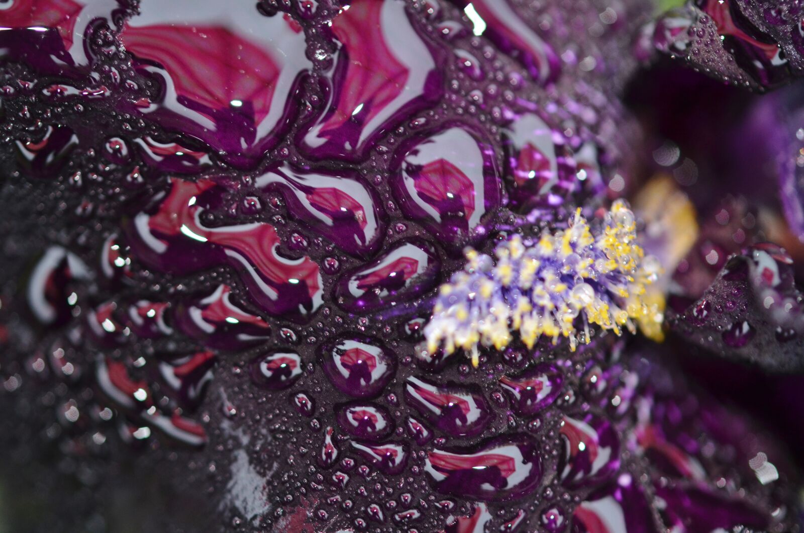 Nikon D7000 sample photo. Flower, natur, floral photography