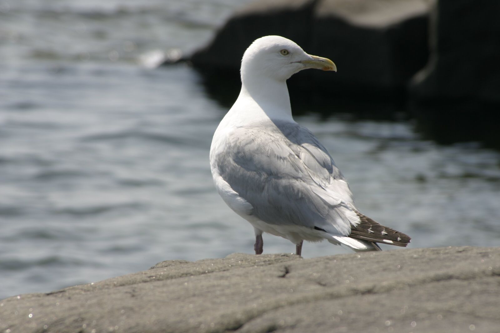 Canon EOS 300D (EOS Digital Rebel / EOS Kiss Digital) sample photo. Bird, seagull, gull photography