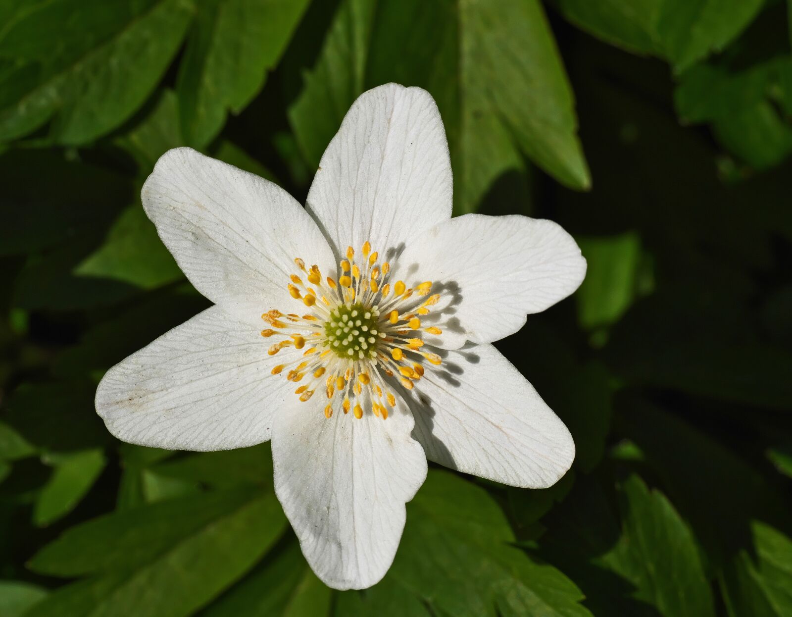Panasonic Lumix DC-G9 sample photo. Wood anemone, spring, blossom photography