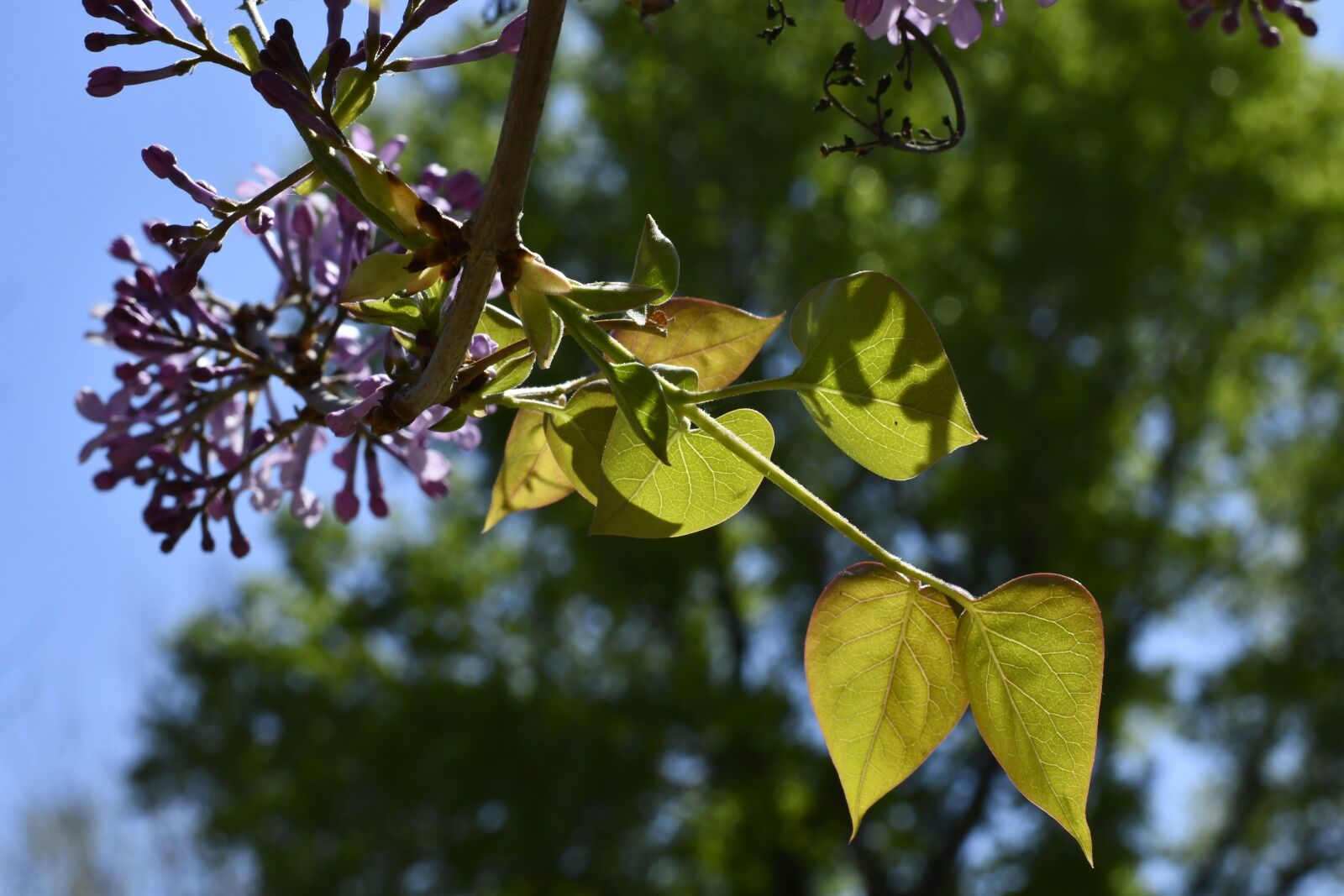 Nikon D7500 sample photo. Spring, flowers, plant photography