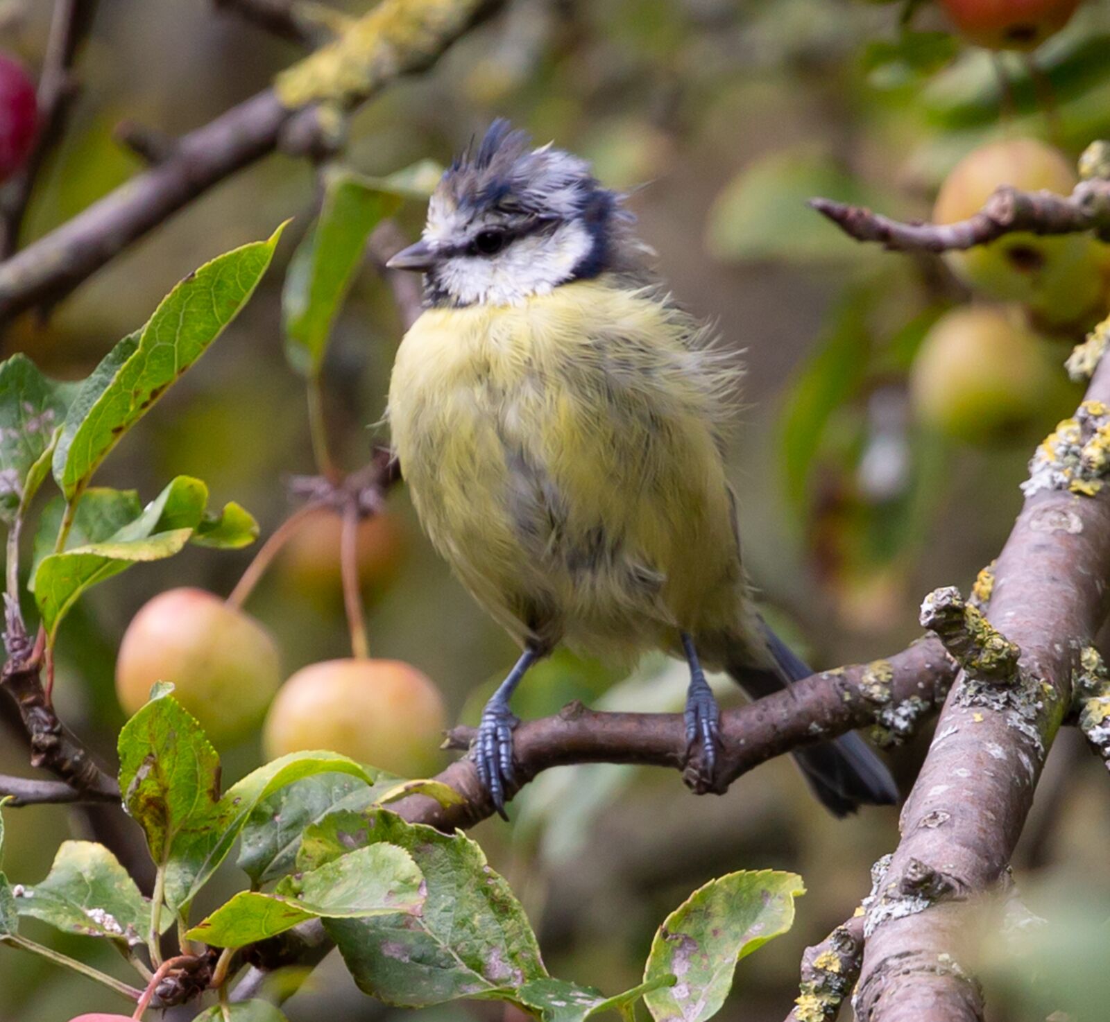 Canon EOS 5D Mark III + Canon EF 100-400mm F4.5-5.6L IS II USM sample photo. Bird, blue tit, branch photography