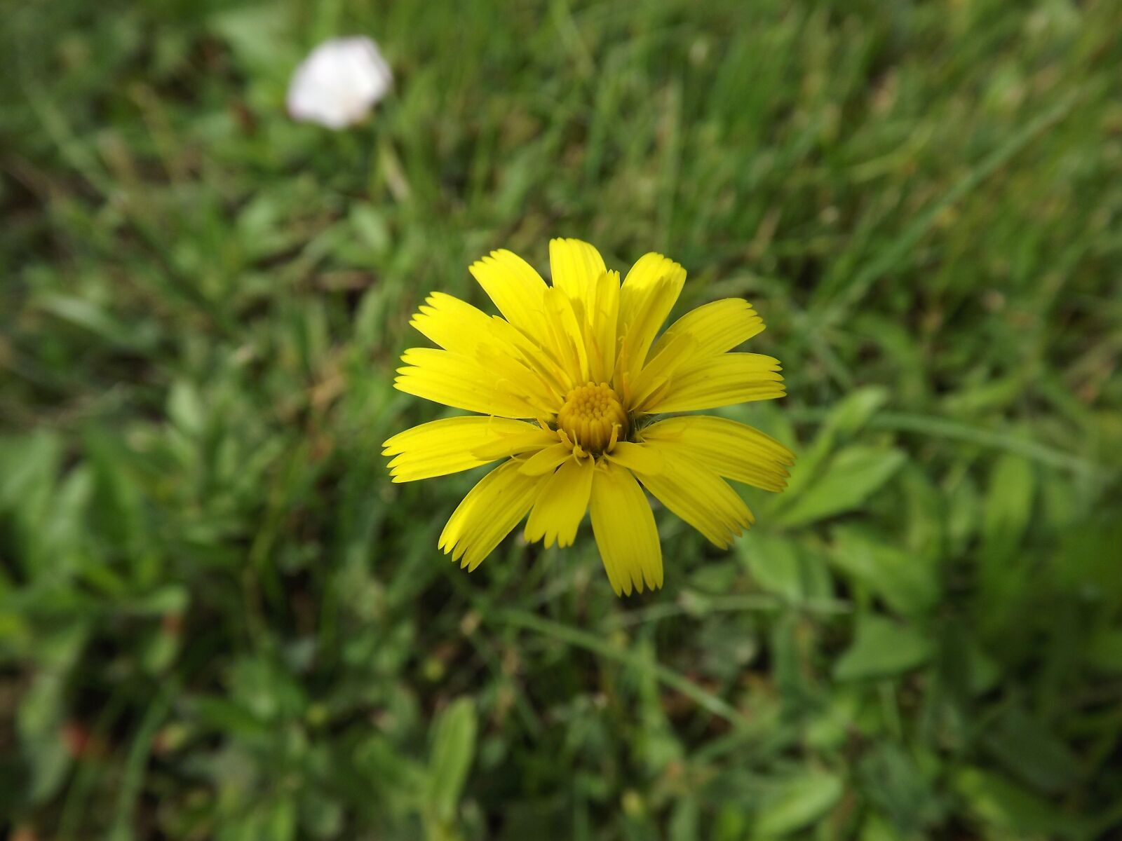Fujifilm FinePix S3400 sample photo. Flower, yellow flower, nature photography