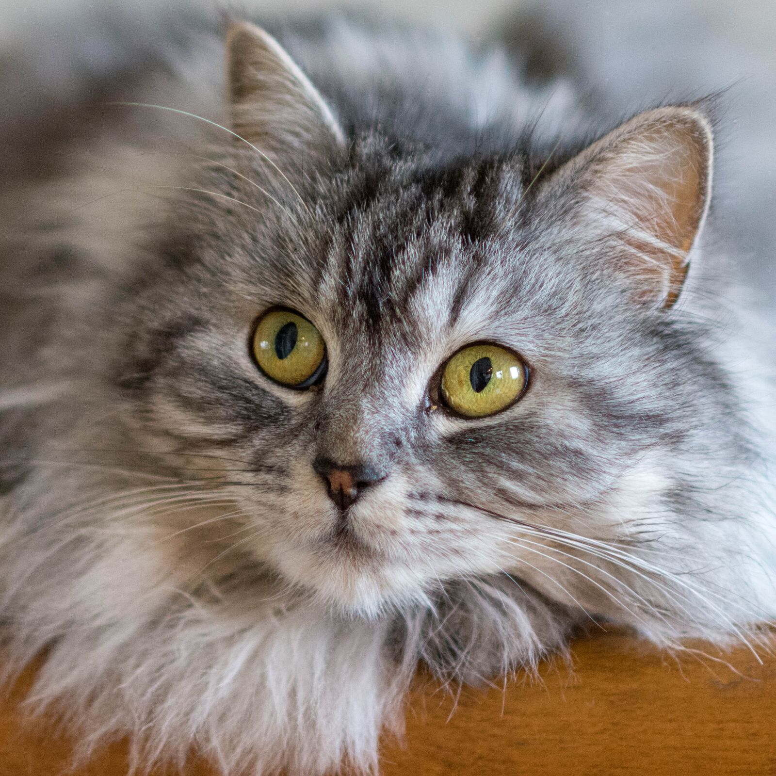 Nikon D7200 sample photo. Cat, animals, cute photography