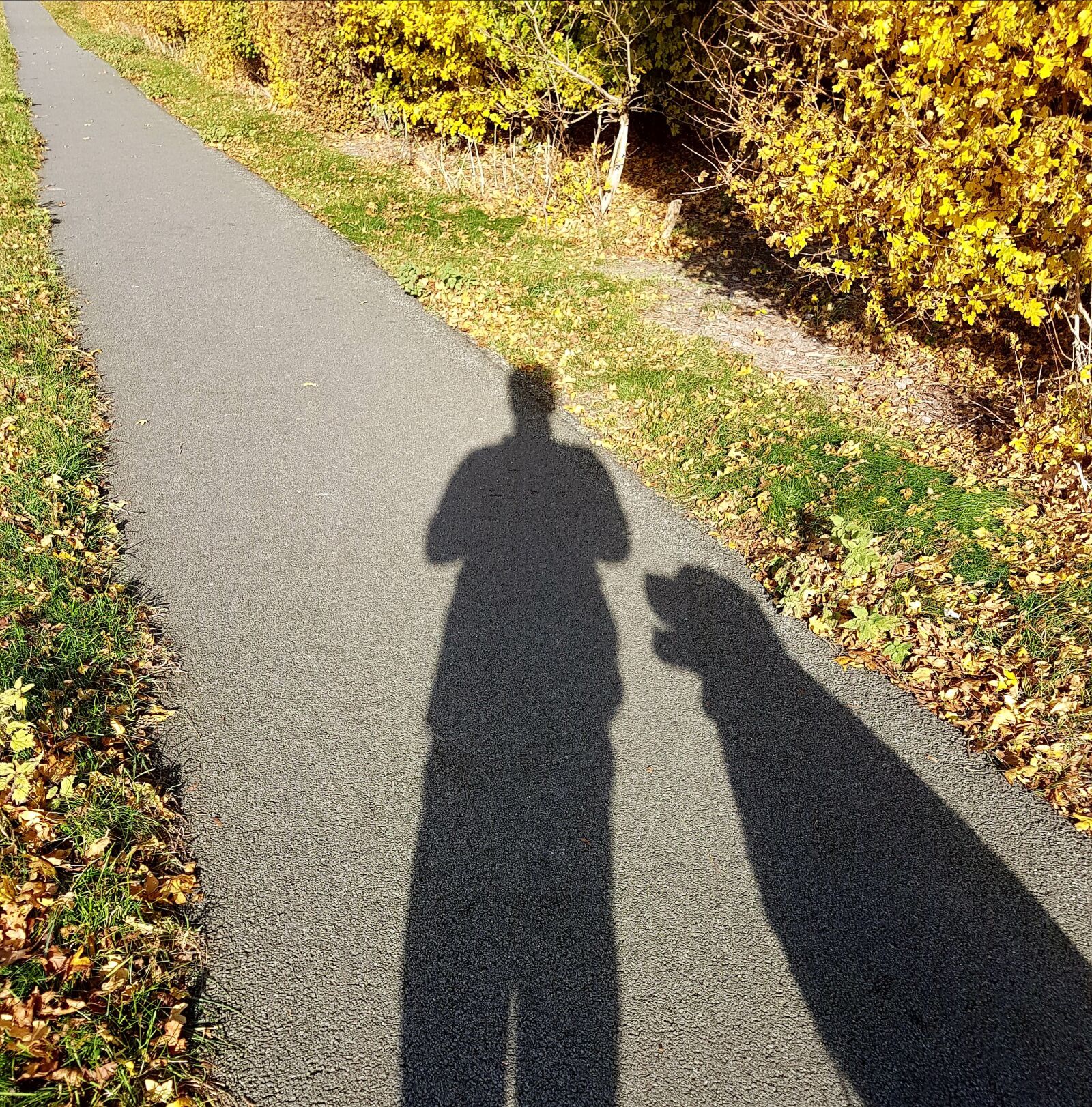 Samsung Galaxy S7 sample photo. Shadow, dog, silhouette photography