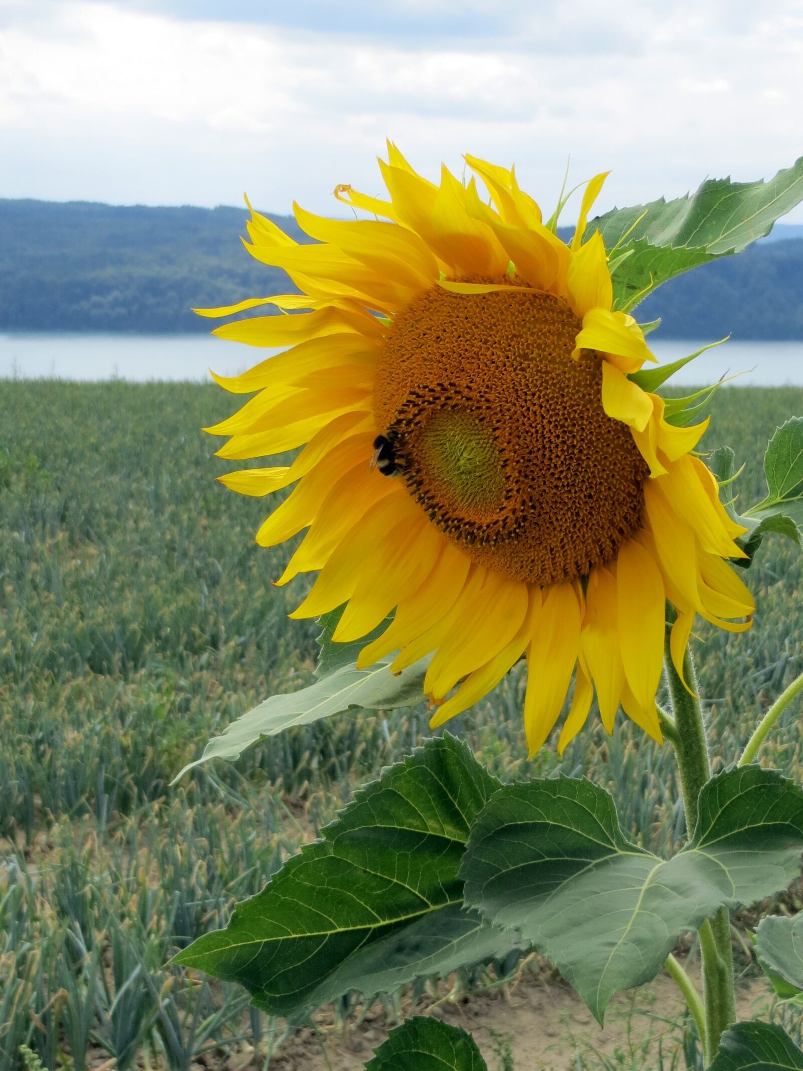 Canon PowerShot SX240 HS sample photo. Sunflower, blossom, bloom photography