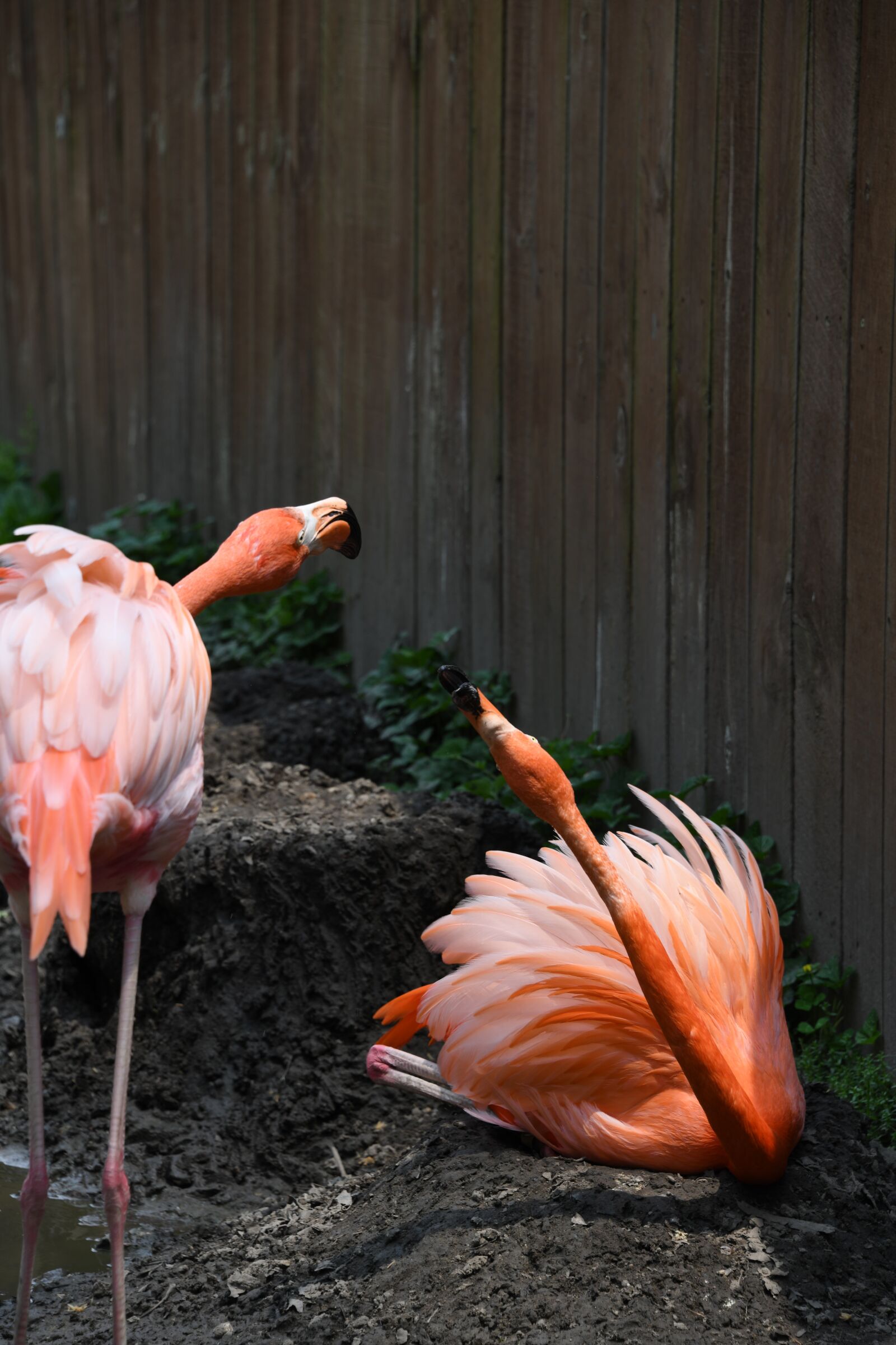 Nikon D850 sample photo. Flamingo, bird, zoo photography