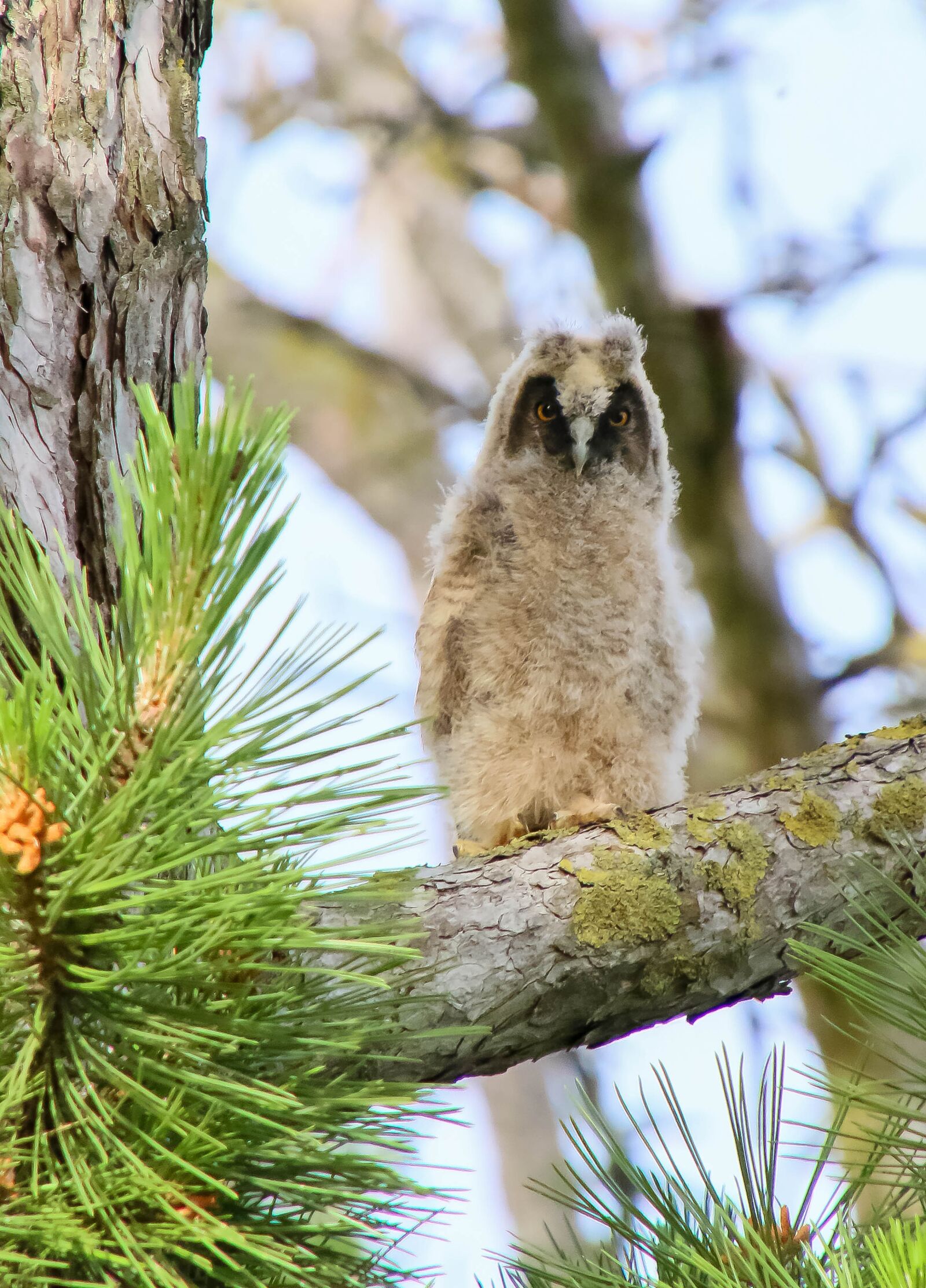 Canon EOS 70D + Tamron 16-300mm F3.5-6.3 Di II VC PZD Macro sample photo. Owls, way-duke, juvenile photography