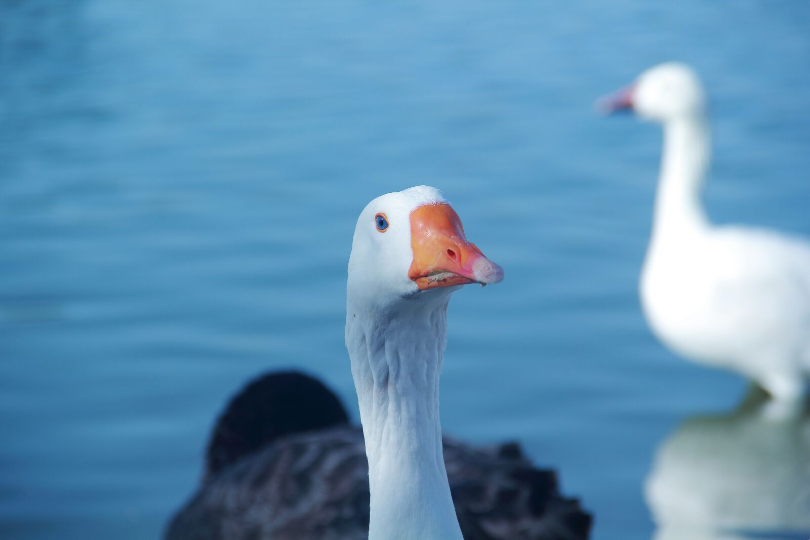 Canon EOS 60D sample photo. Bird, water, nature photography
