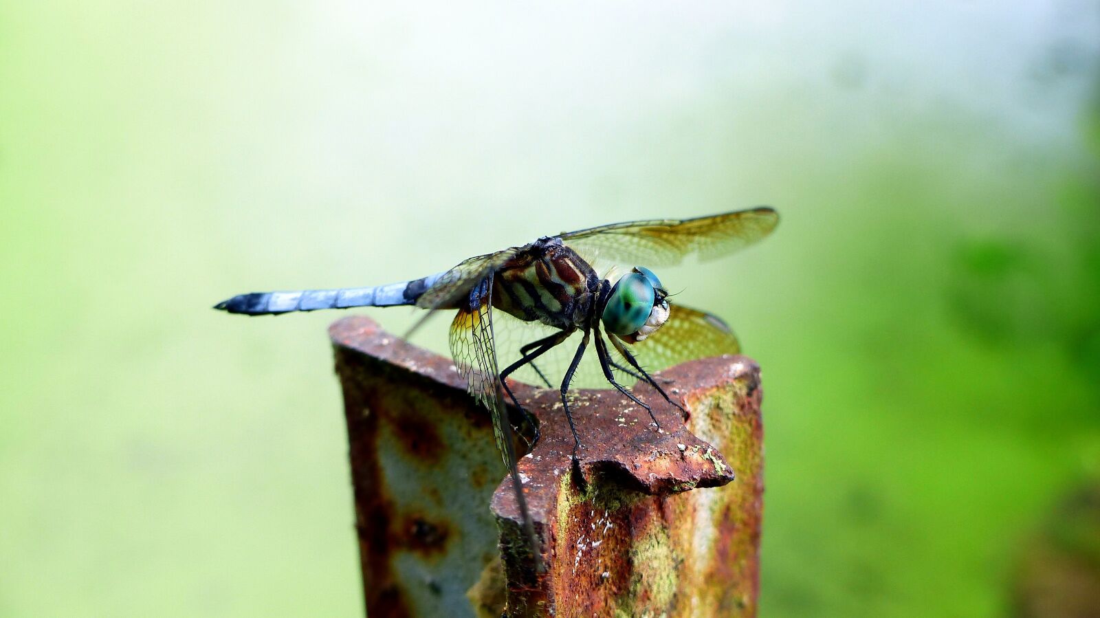 Panasonic Lumix DMC-FZ200 sample photo. Dragonfly, insect, green photography