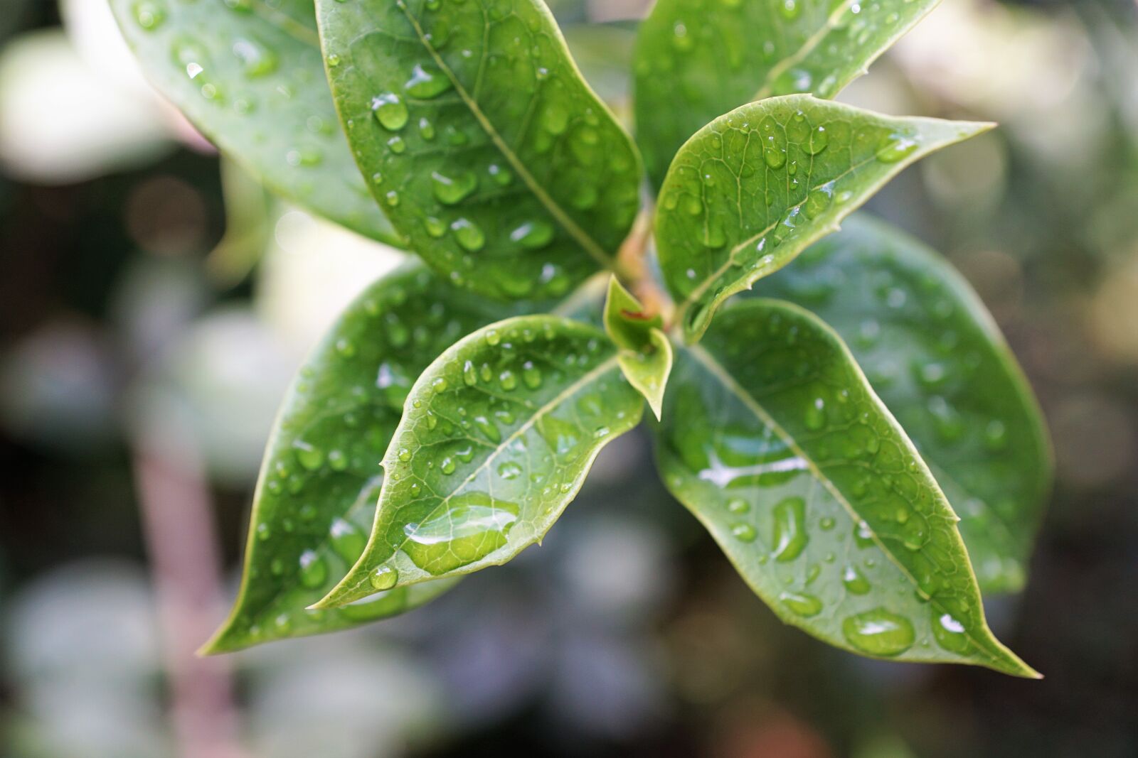 Sony DT 16-50mm F2.8 SSM sample photo. Leaf, nature, bio photography