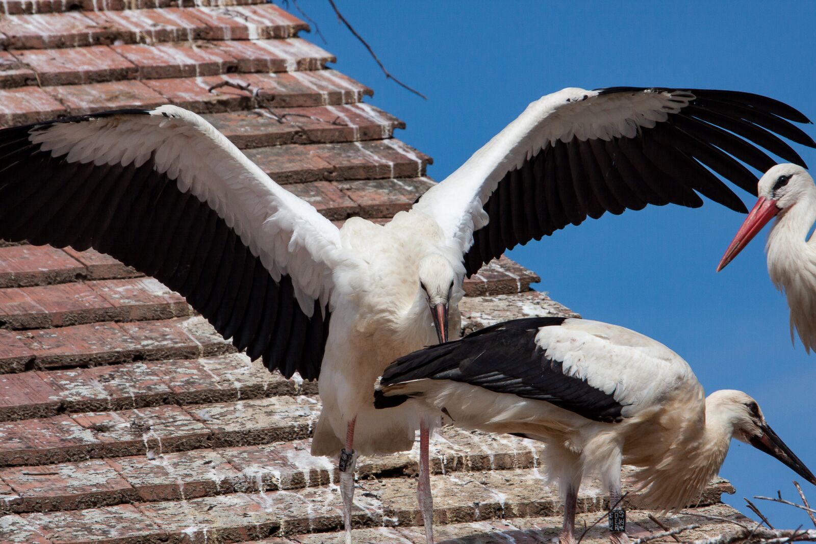 Canon EOS 50D sample photo. Stork, storks, bird photography