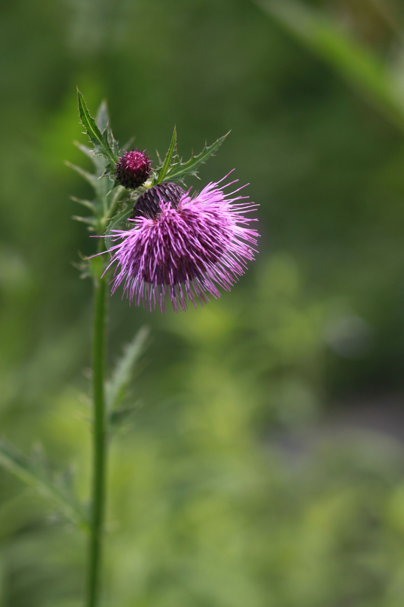 Canon EOS 500D (EOS Rebel T1i / EOS Kiss X3) sample photo. Flowers, behold, nature photography