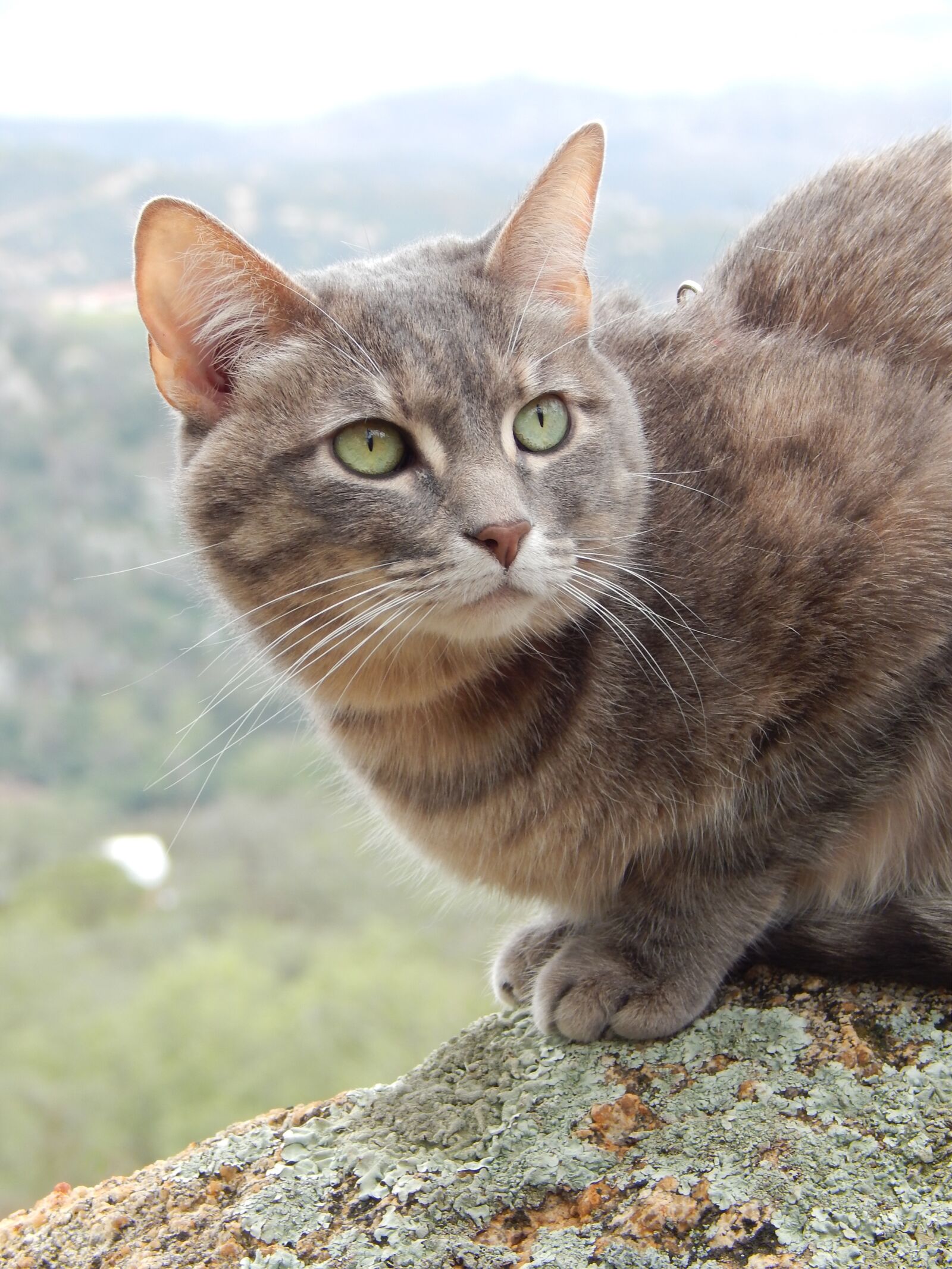 Nikon Coolpix L820 sample photo. Blue torbi, cat, rock photography