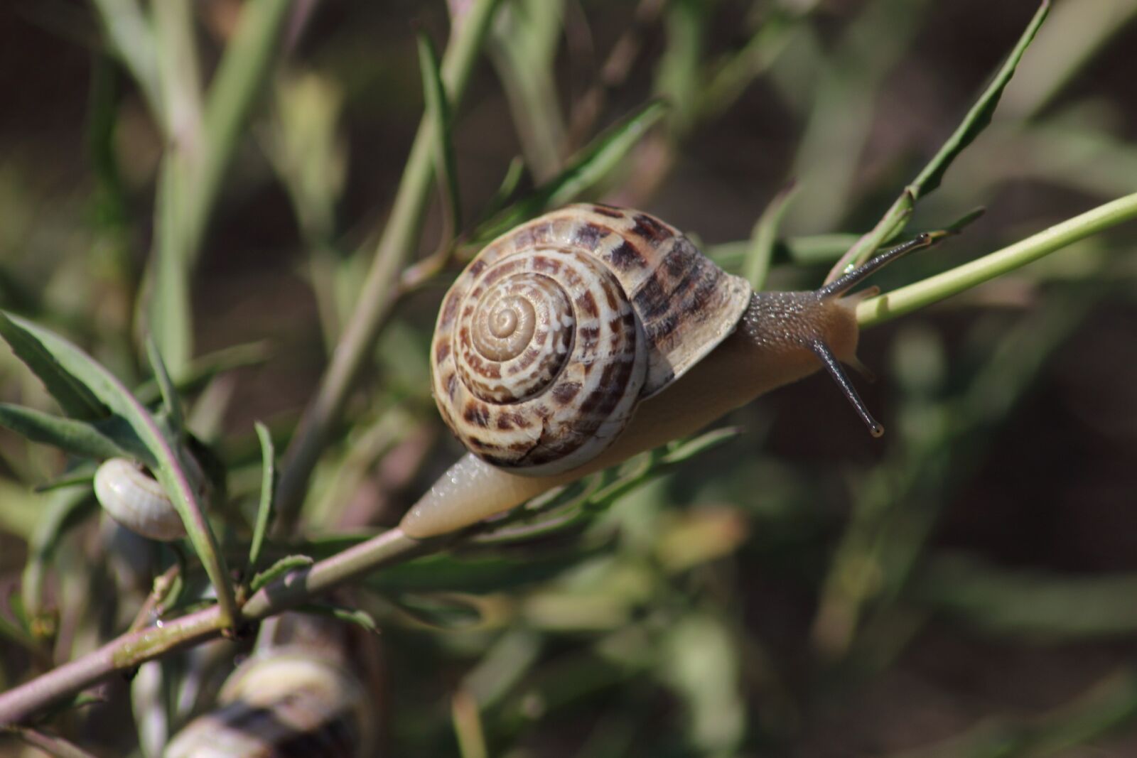 Canon EOS 1200D (EOS Rebel T5 / EOS Kiss X70 / EOS Hi) sample photo. Snail, slow, whelks photography