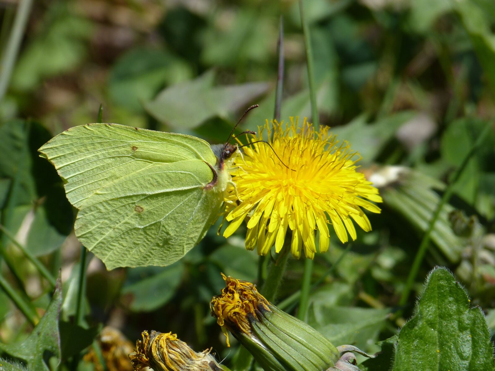 Panasonic Lumix DMC-FZ150 sample photo. Gonepteryx rhamni, butterfly, yellow photography