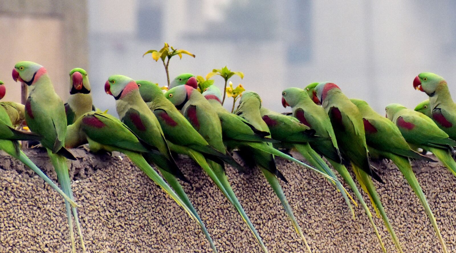 Nikon D5600 sample photo. Parrots, waiting in a photography