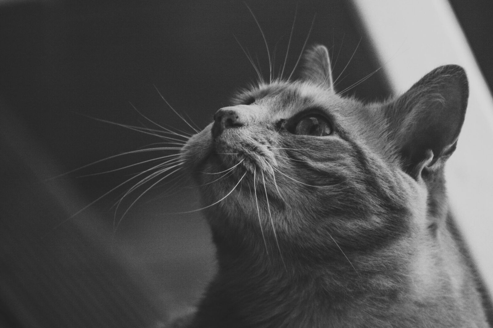 Canon EOS 400D (EOS Digital Rebel XTi / EOS Kiss Digital X) sample photo. Cat, feline, black and photography