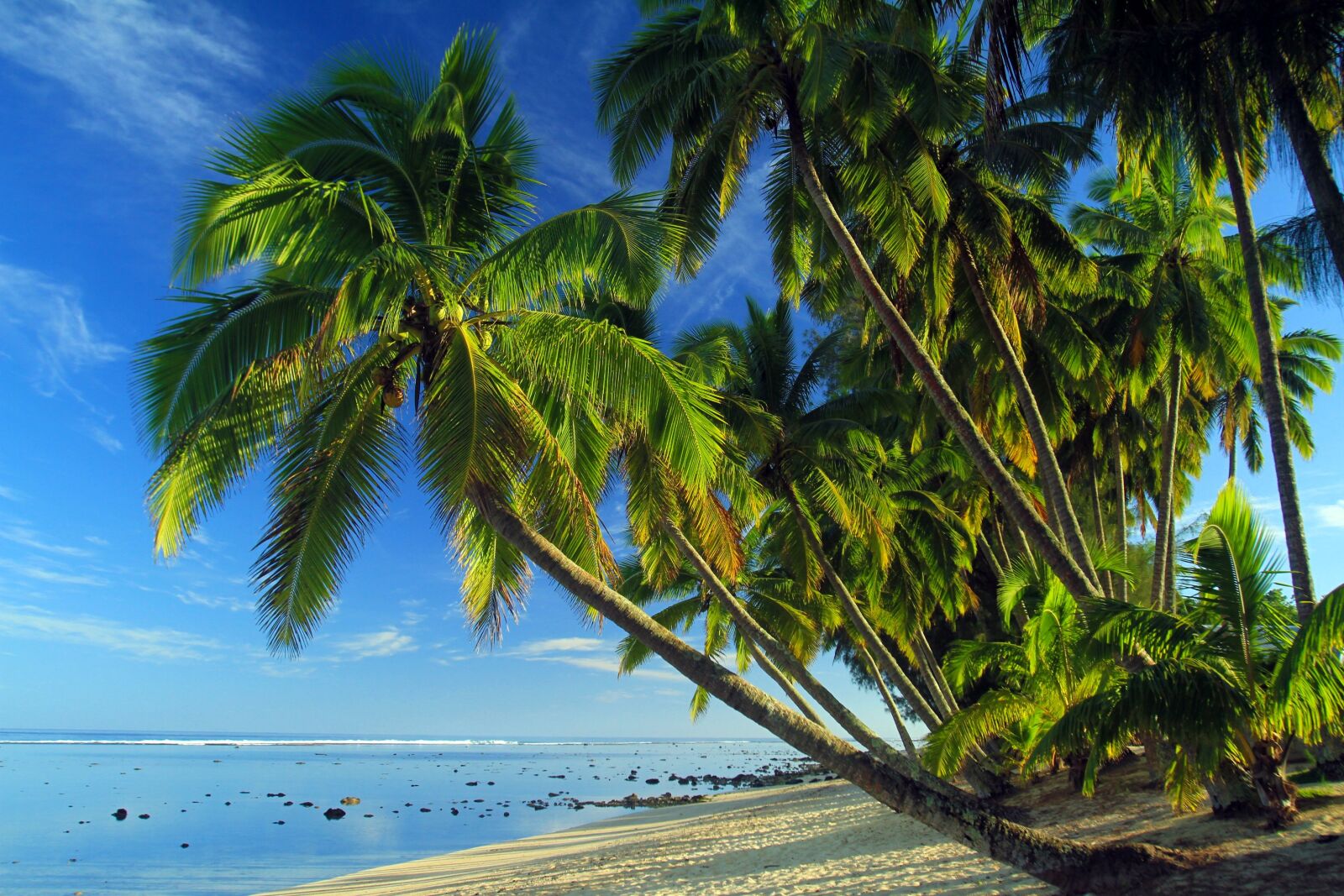 Canon EOS 7D sample photo. Palms, tropical beach, tropical photography