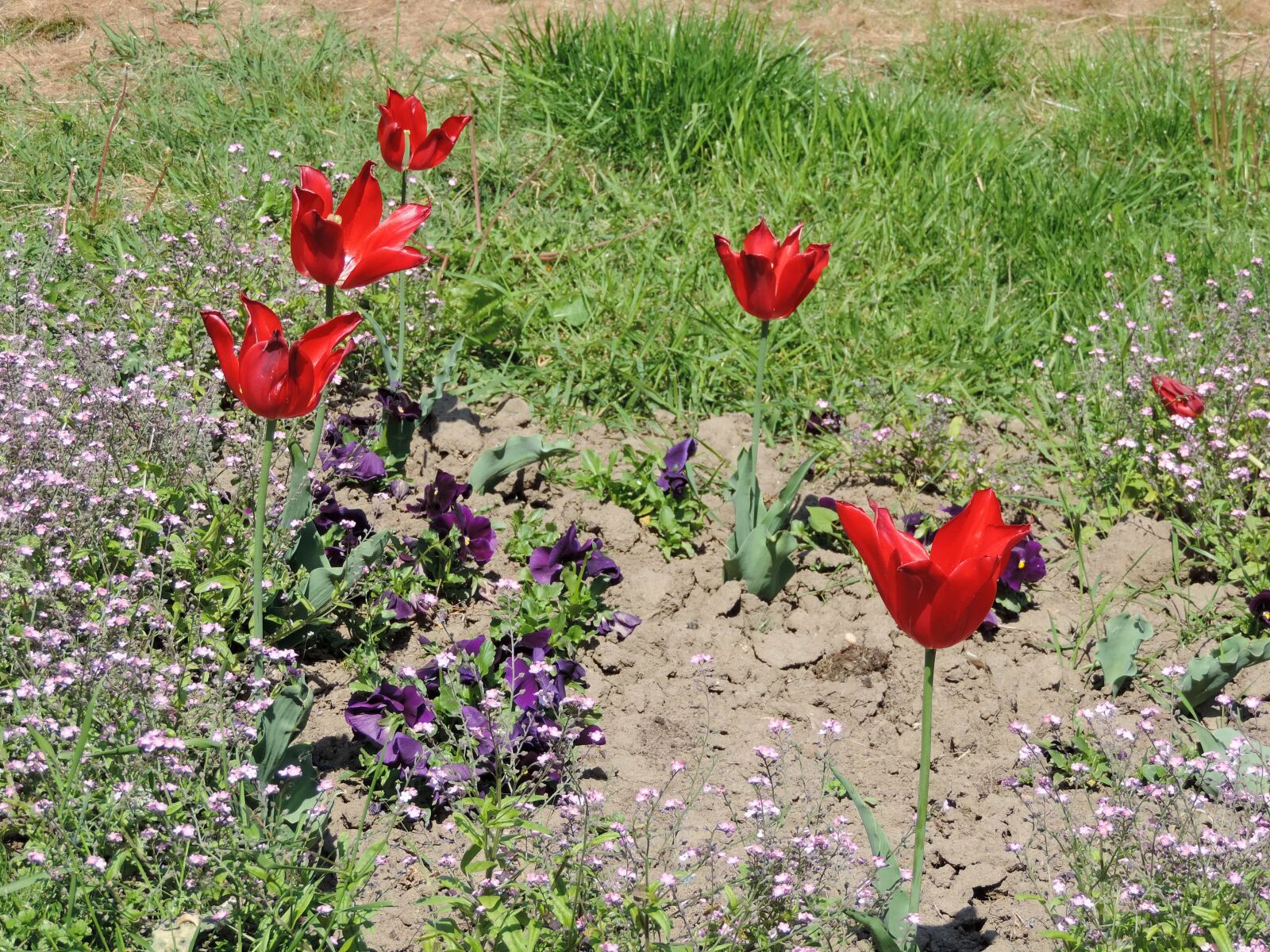 Nikon Coolpix P520 sample photo. Tulips, spring, plant, field photography