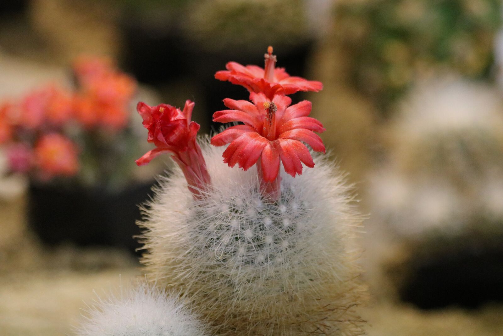 Canon EOS 750D (EOS Rebel T6i / EOS Kiss X8i) sample photo. Cactus, flowering, sukulent photography