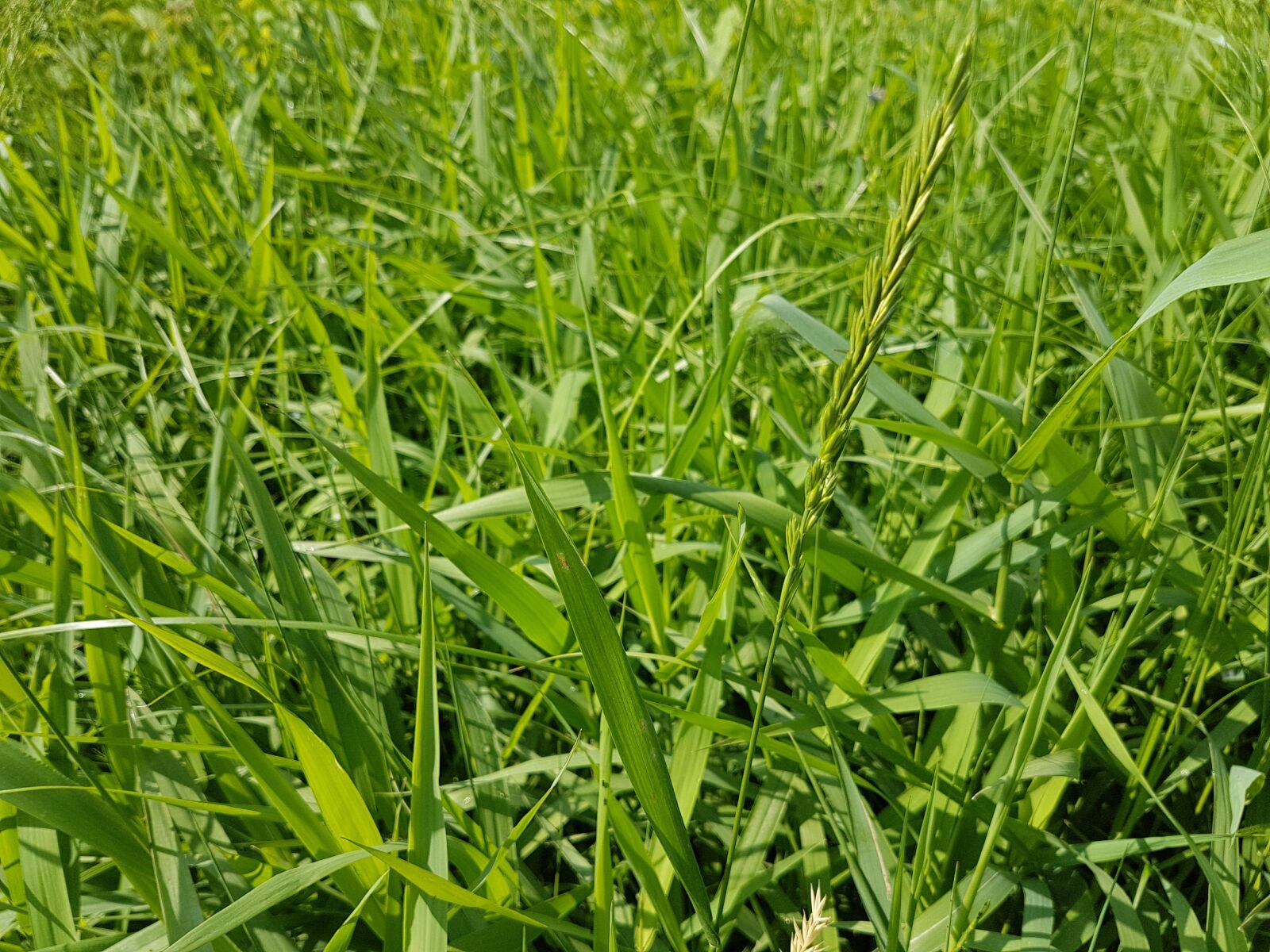Samsung Galaxy S7 sample photo. Grass, meadow, nature photography