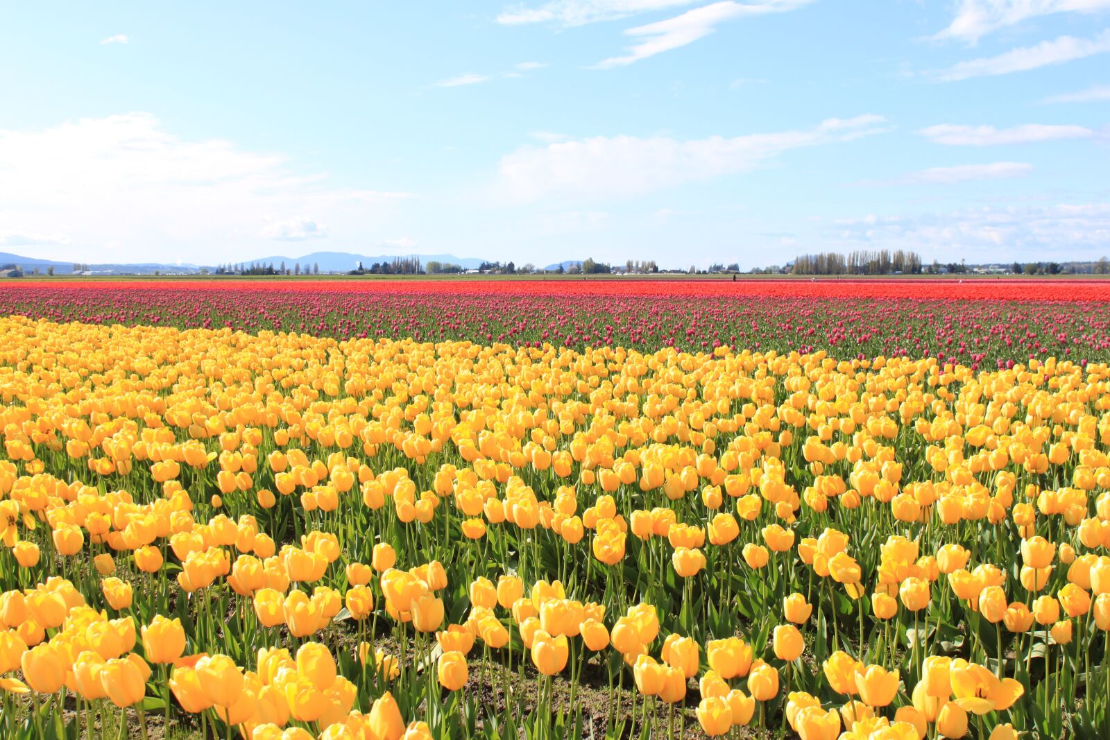Canon EOS 500D (EOS Rebel T1i / EOS Kiss X3) sample photo. Yellow, tulips, festival photography