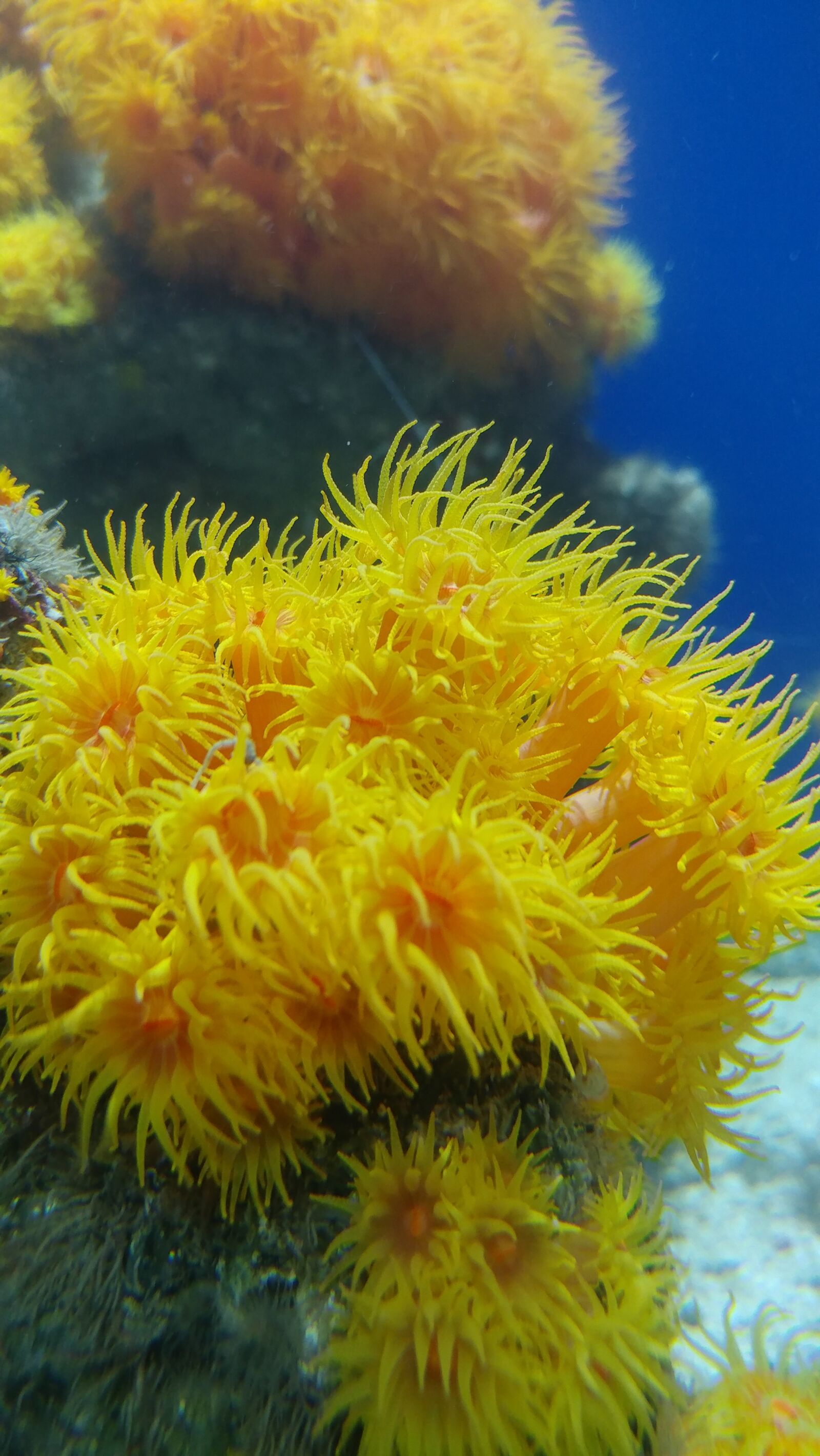 LG V20 sample photo. Anemone, ocean, sea life photography