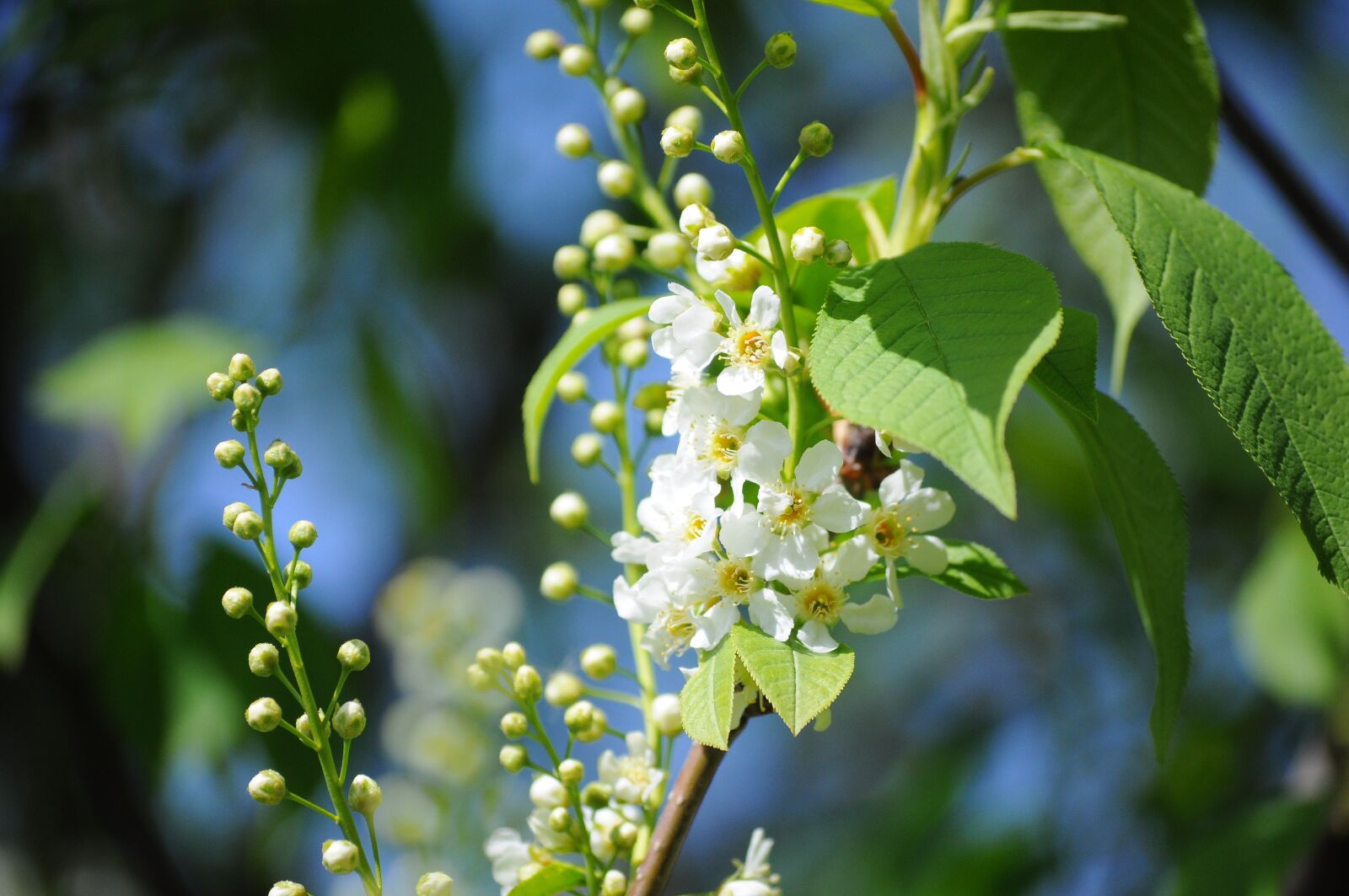 Nikon D90 sample photo. Spring, flowers, landscape photography