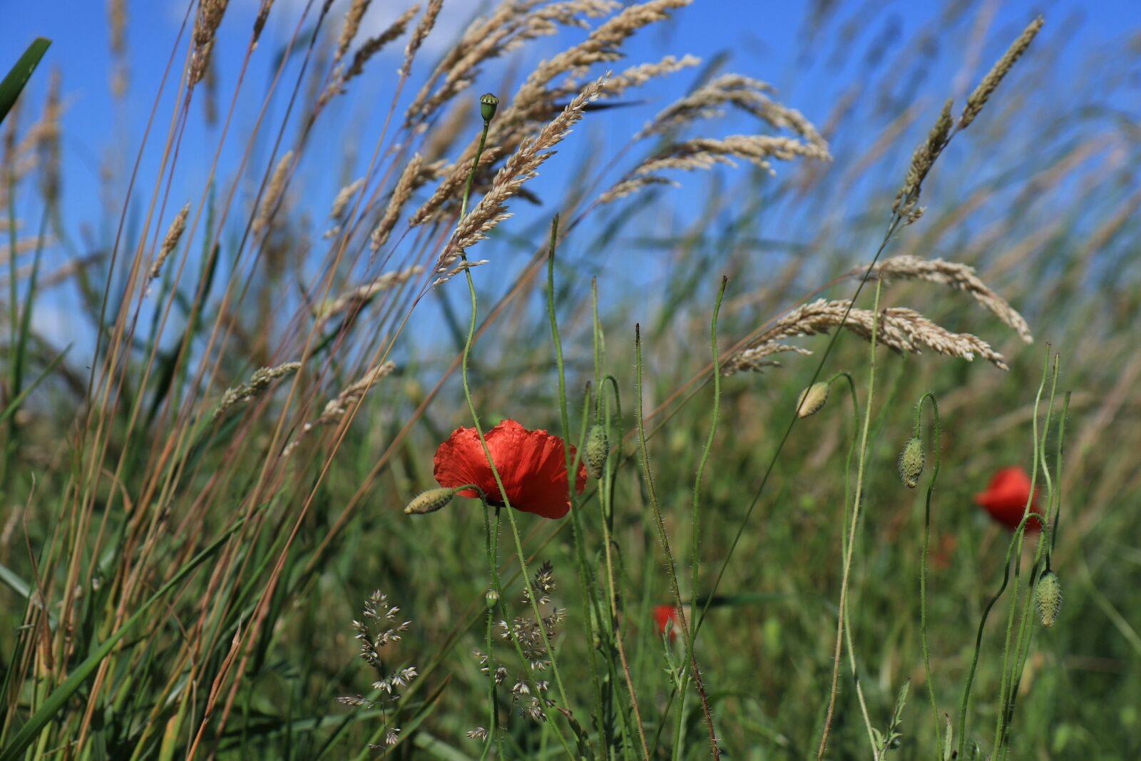 Canon EOS 7D Mark II sample photo. Poppies, meadow, red photography